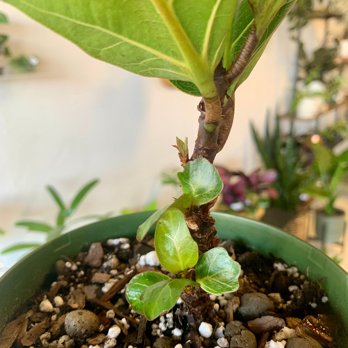 Keiki Cloning Paste