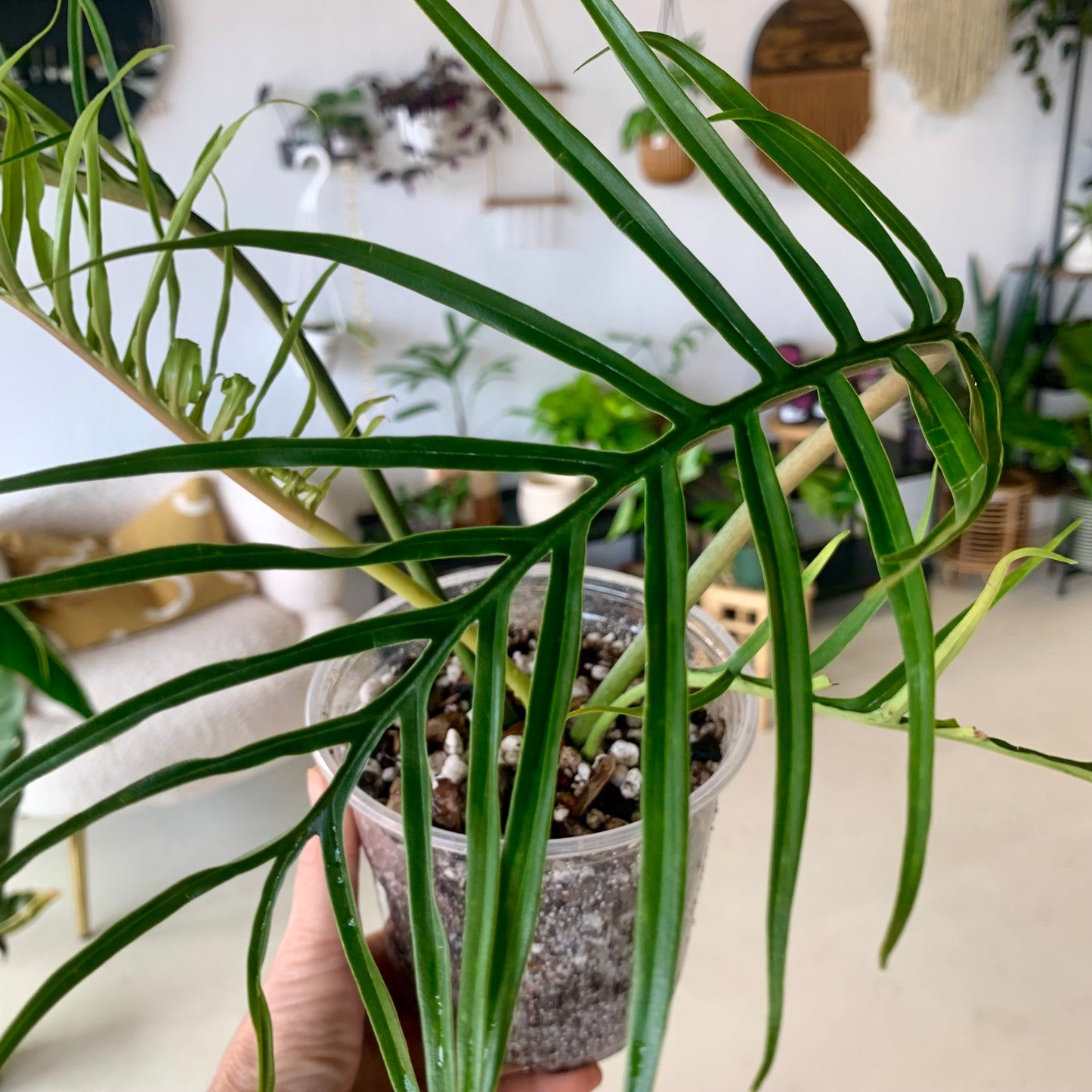 Philodendron Tortum