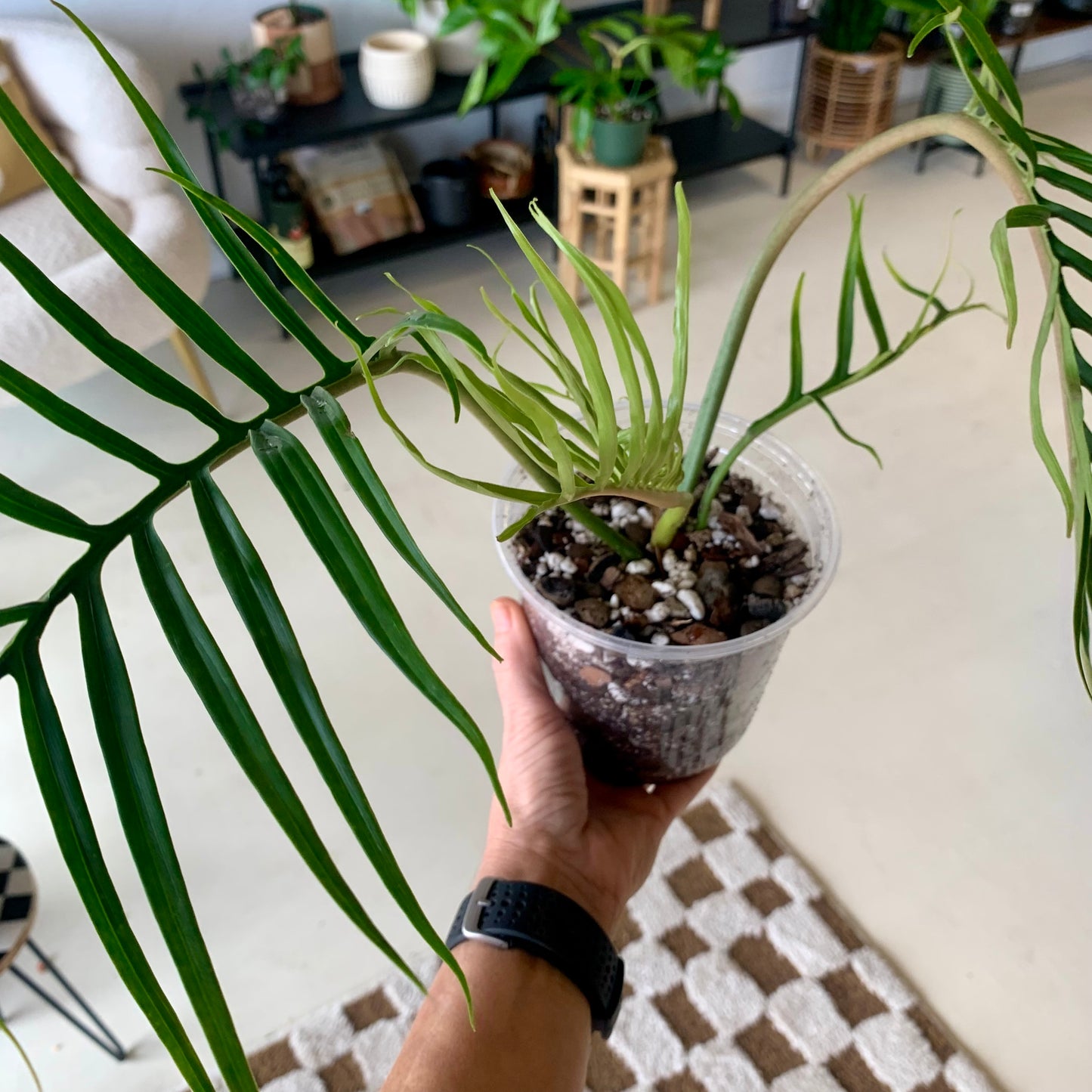 Philodendron Tortum