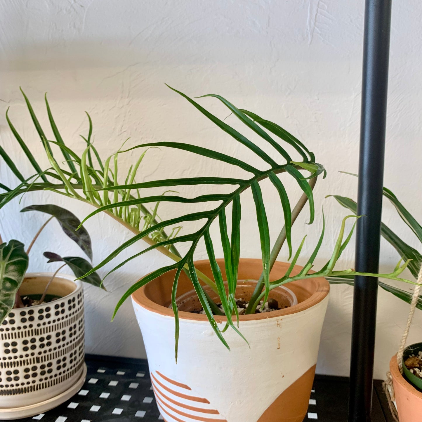 Philodendron Tortum