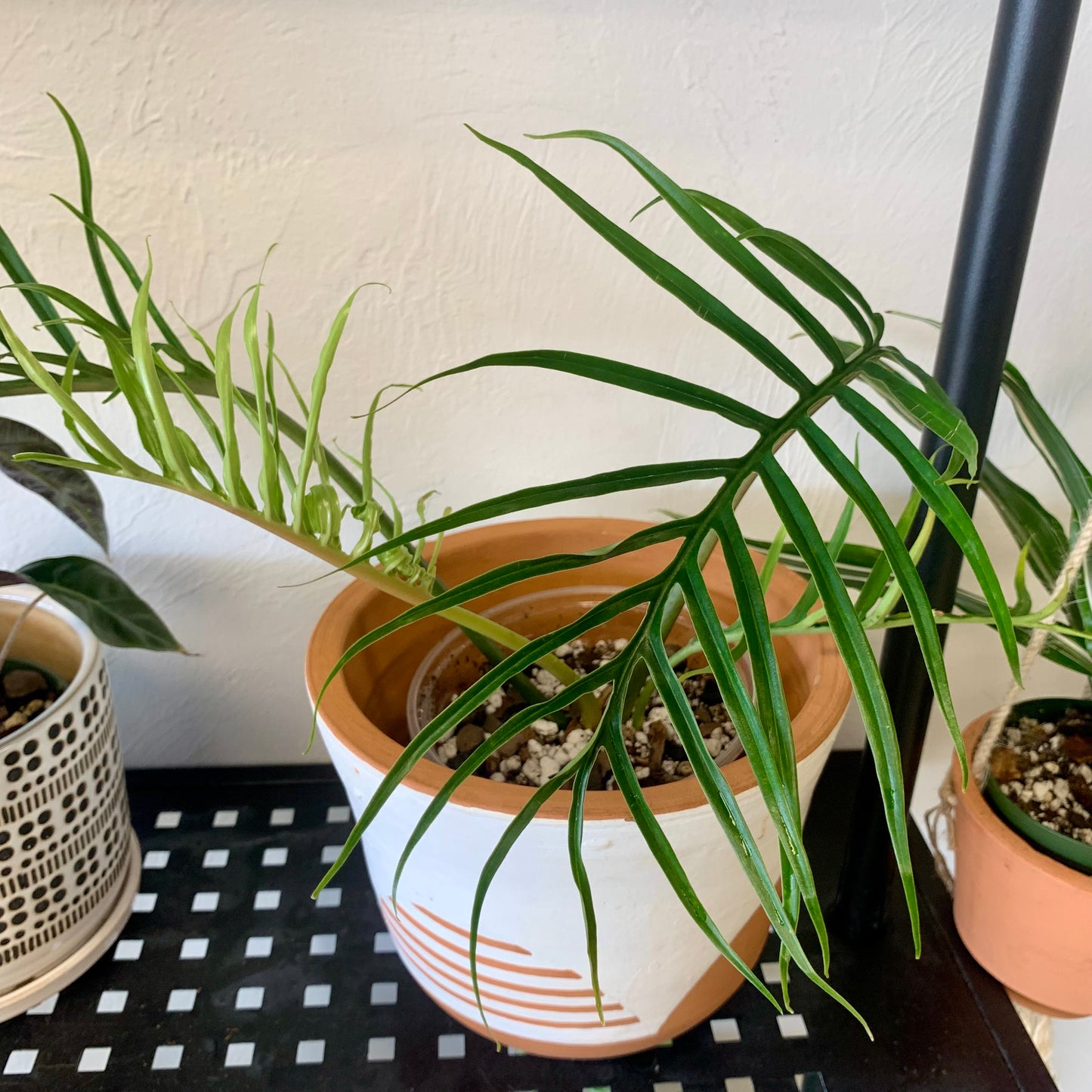 Philodendron Tortum