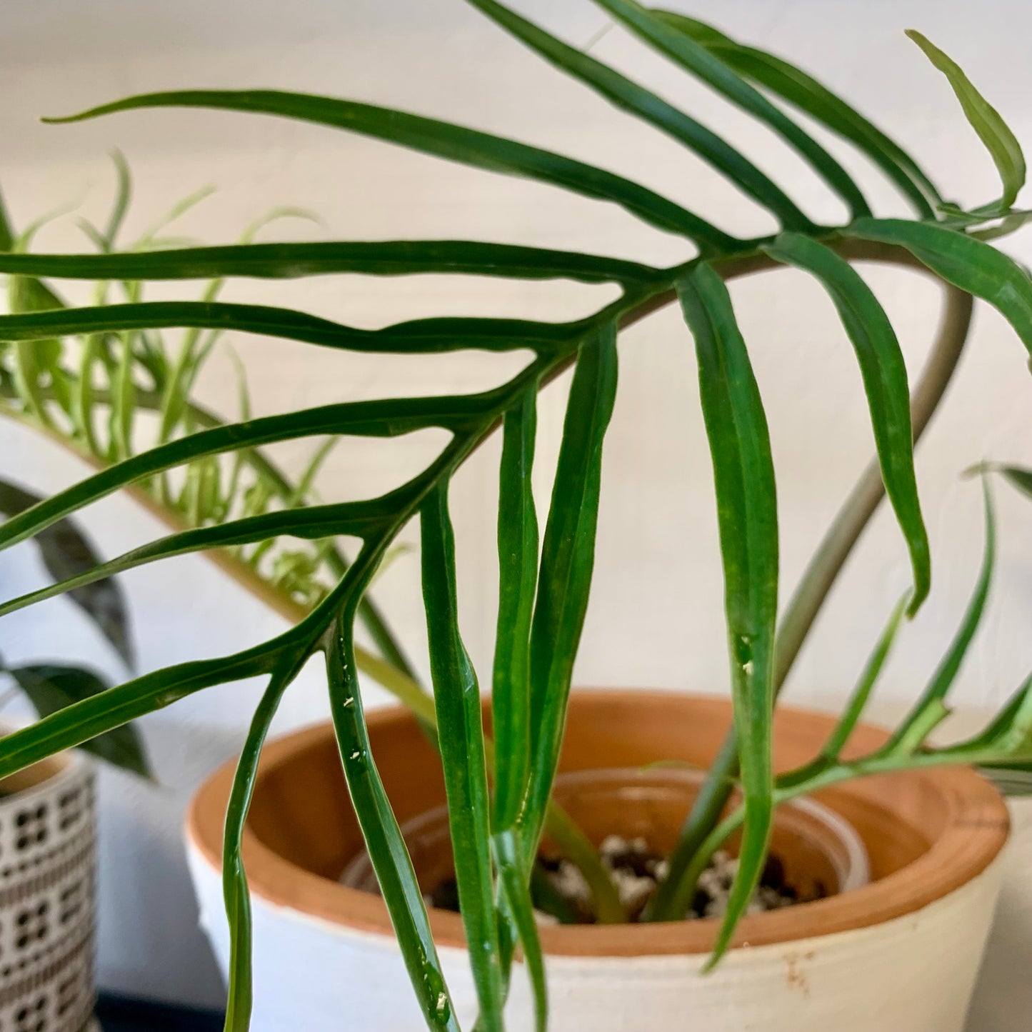 Philodendron Tortum