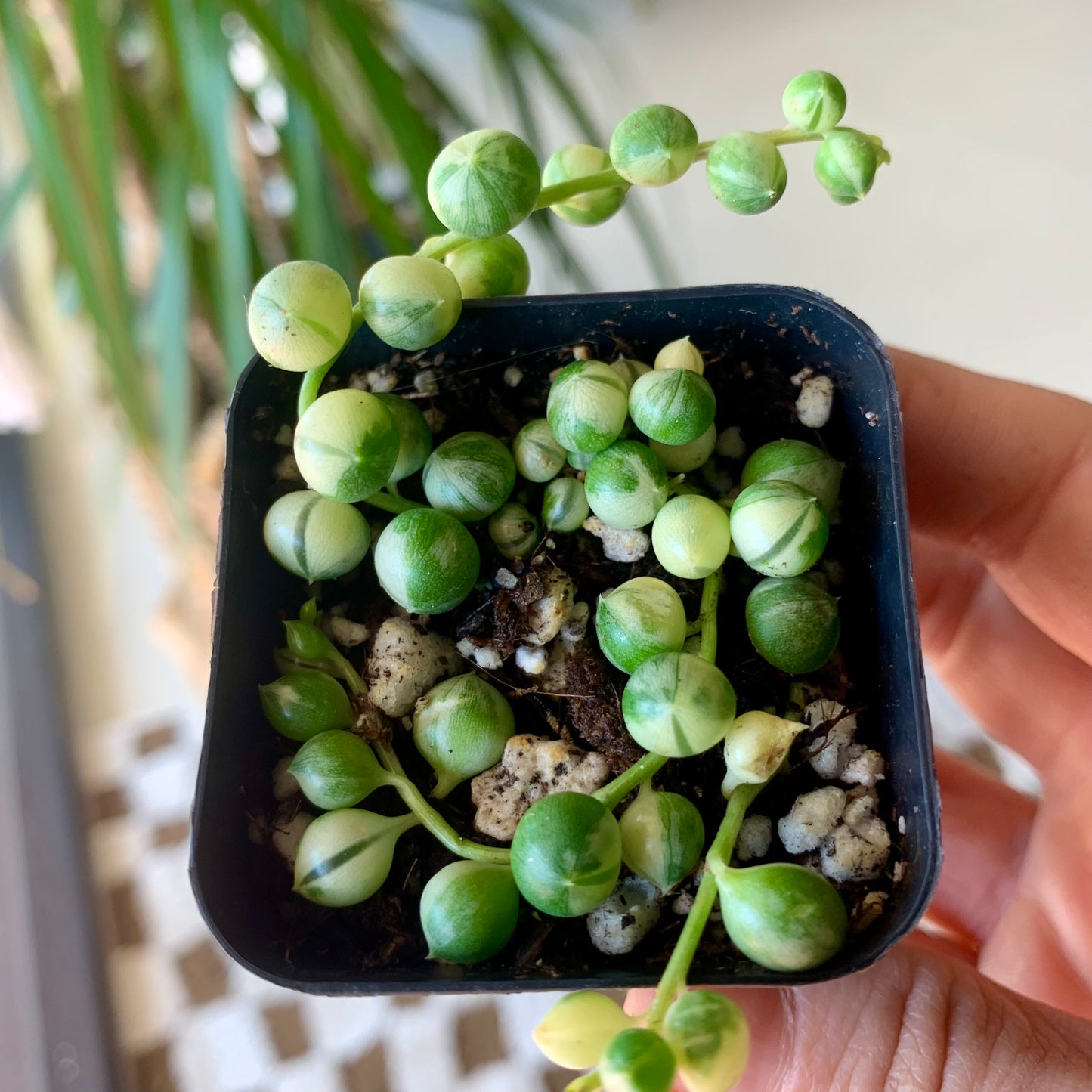Variegated String of Pearls