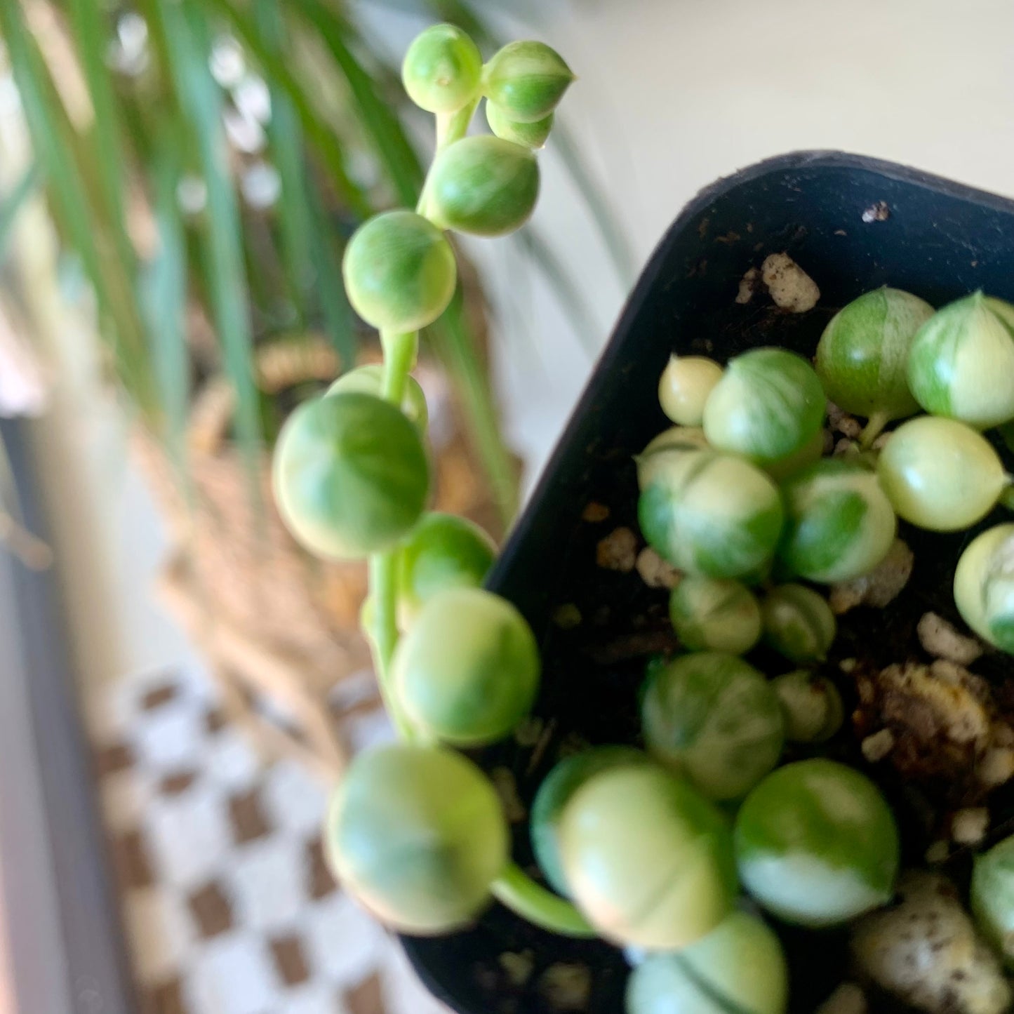 Variegated String of Pearls