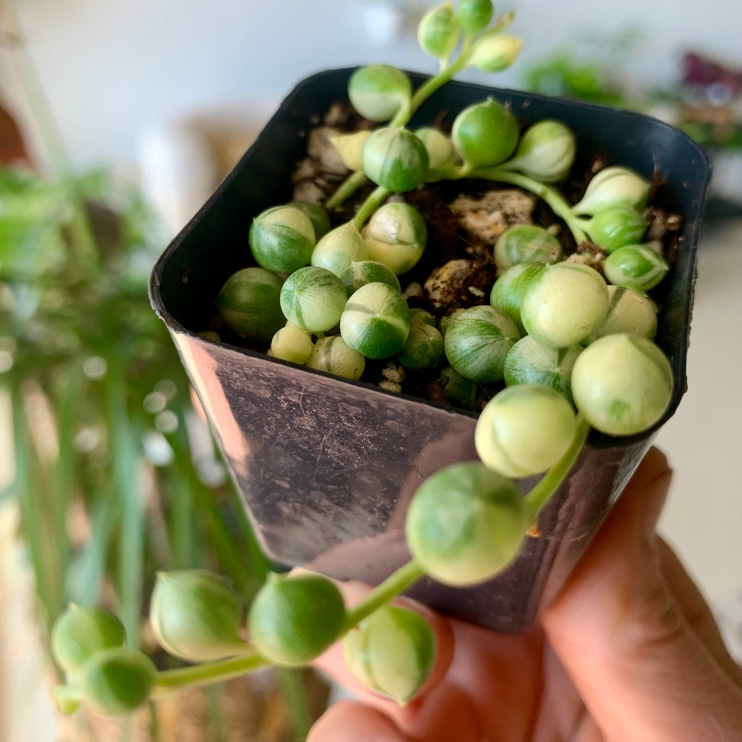 Variegated String of Pearls