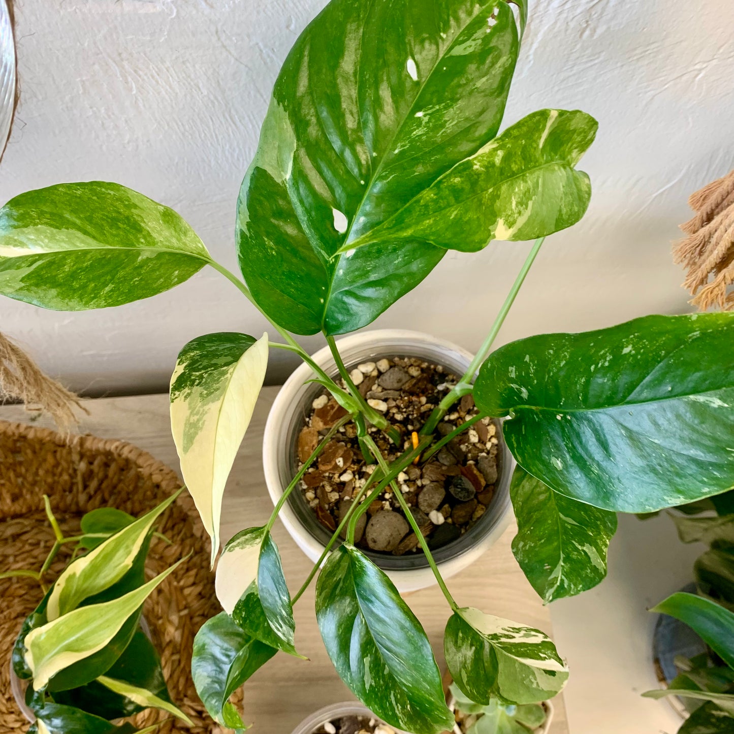 Albo Pothos (Epipremnum Pinnatum Albo)