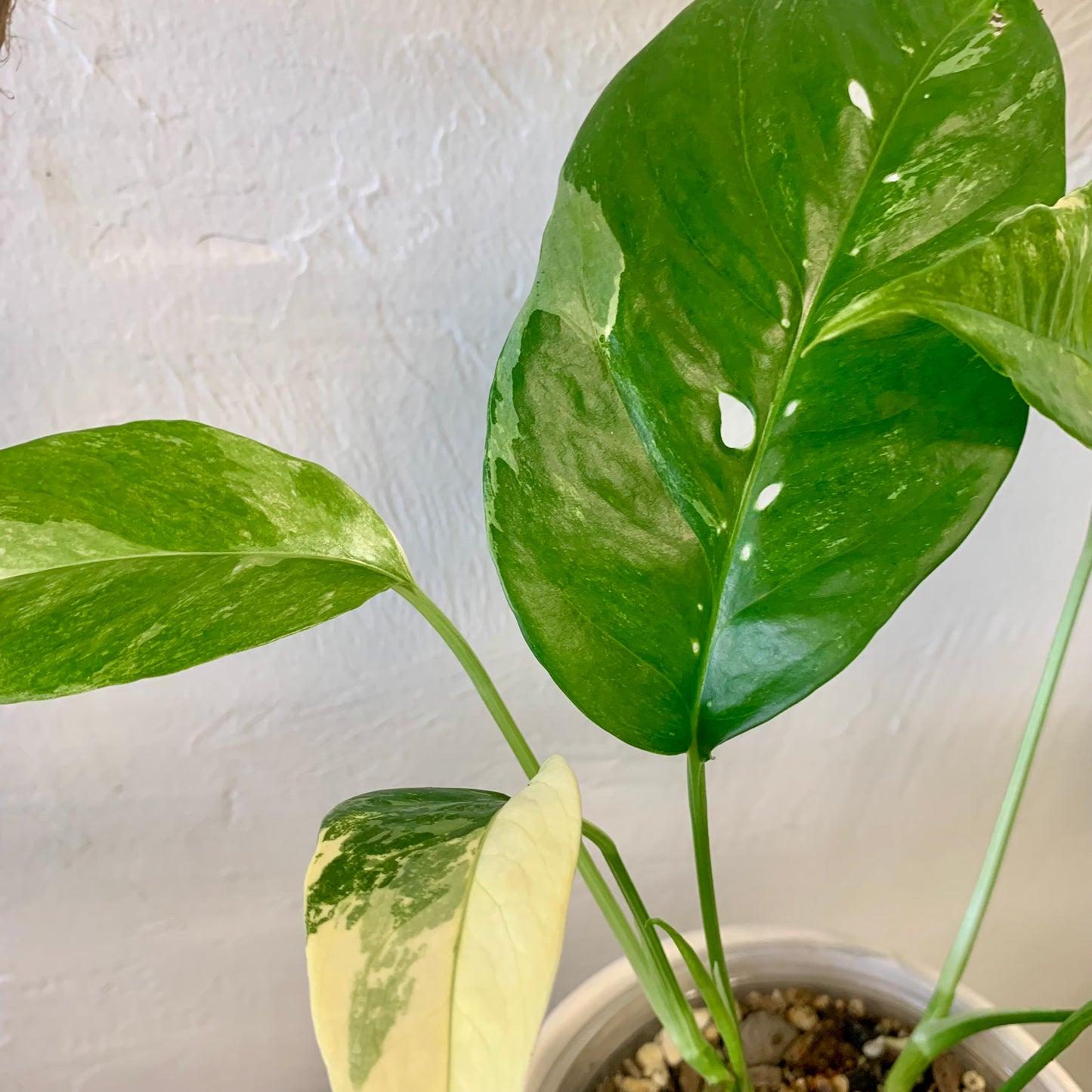 Albo Pothos (Epipremnum Pinnatum Albo)