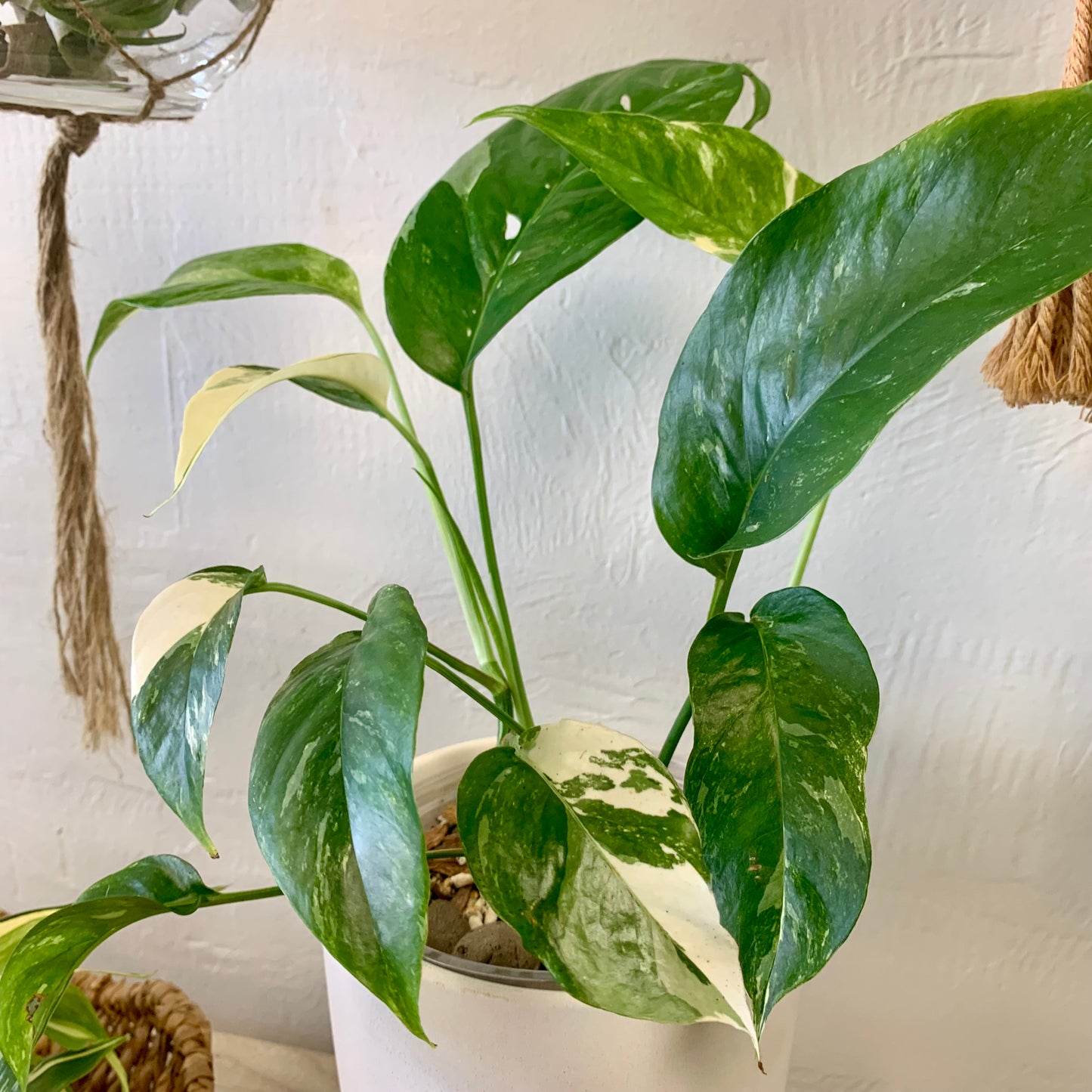 Albo Pothos (Epipremnum Pinnatum Albo)