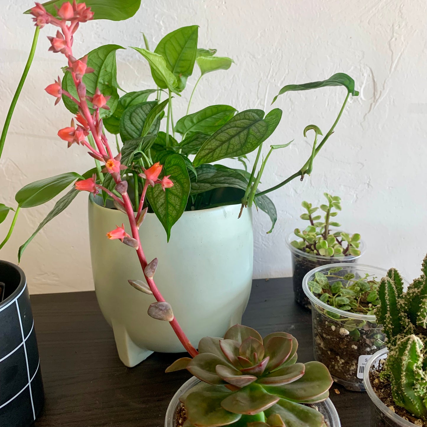 Echeveria Succulent