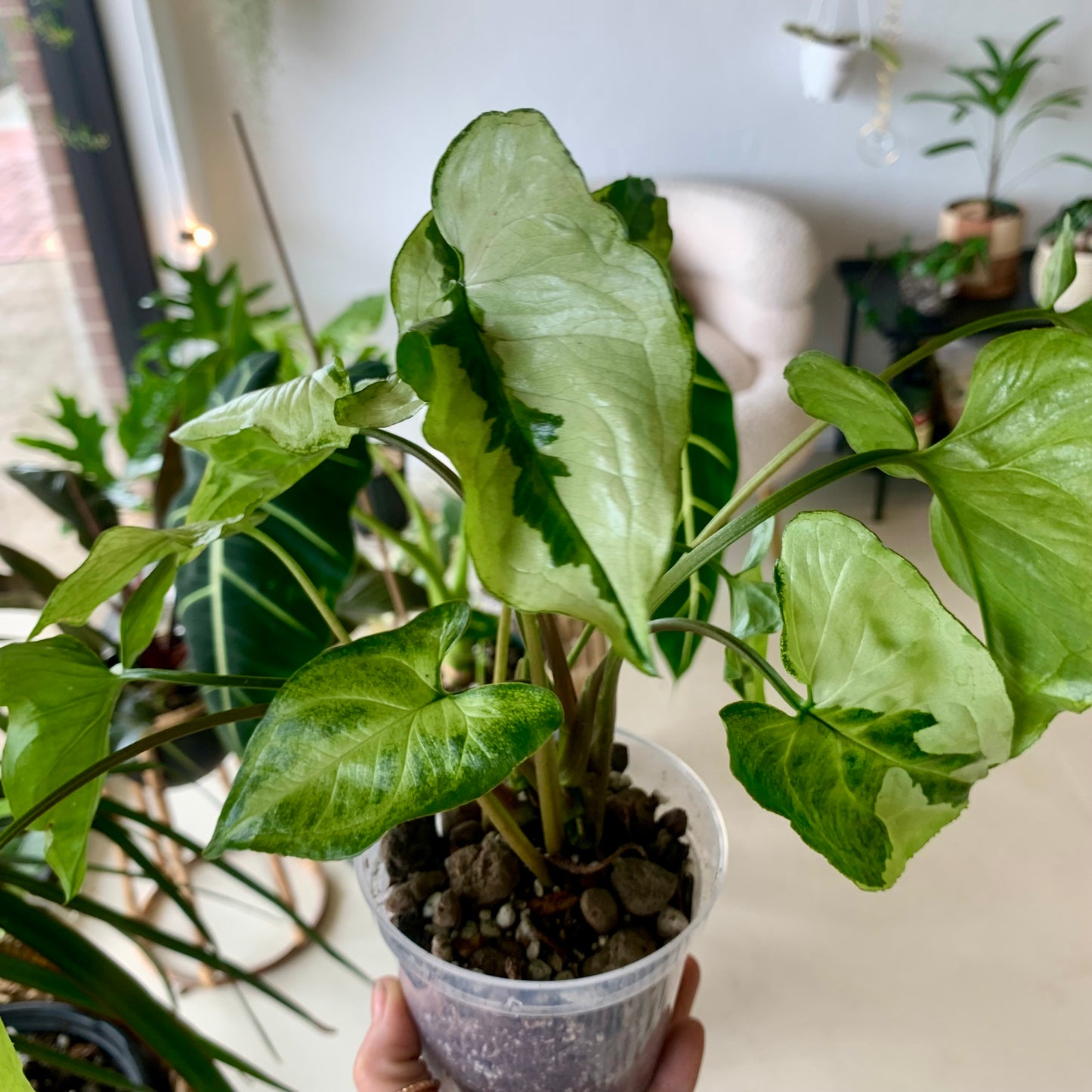 Three Kings Syngonium