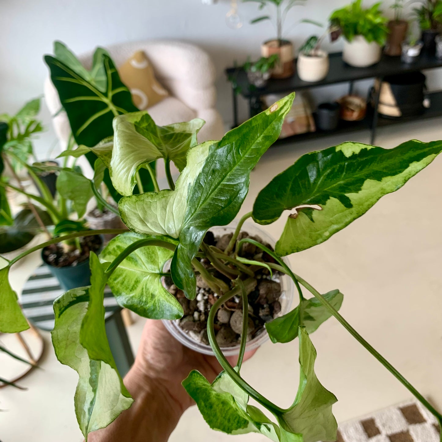 Three Kings Syngonium