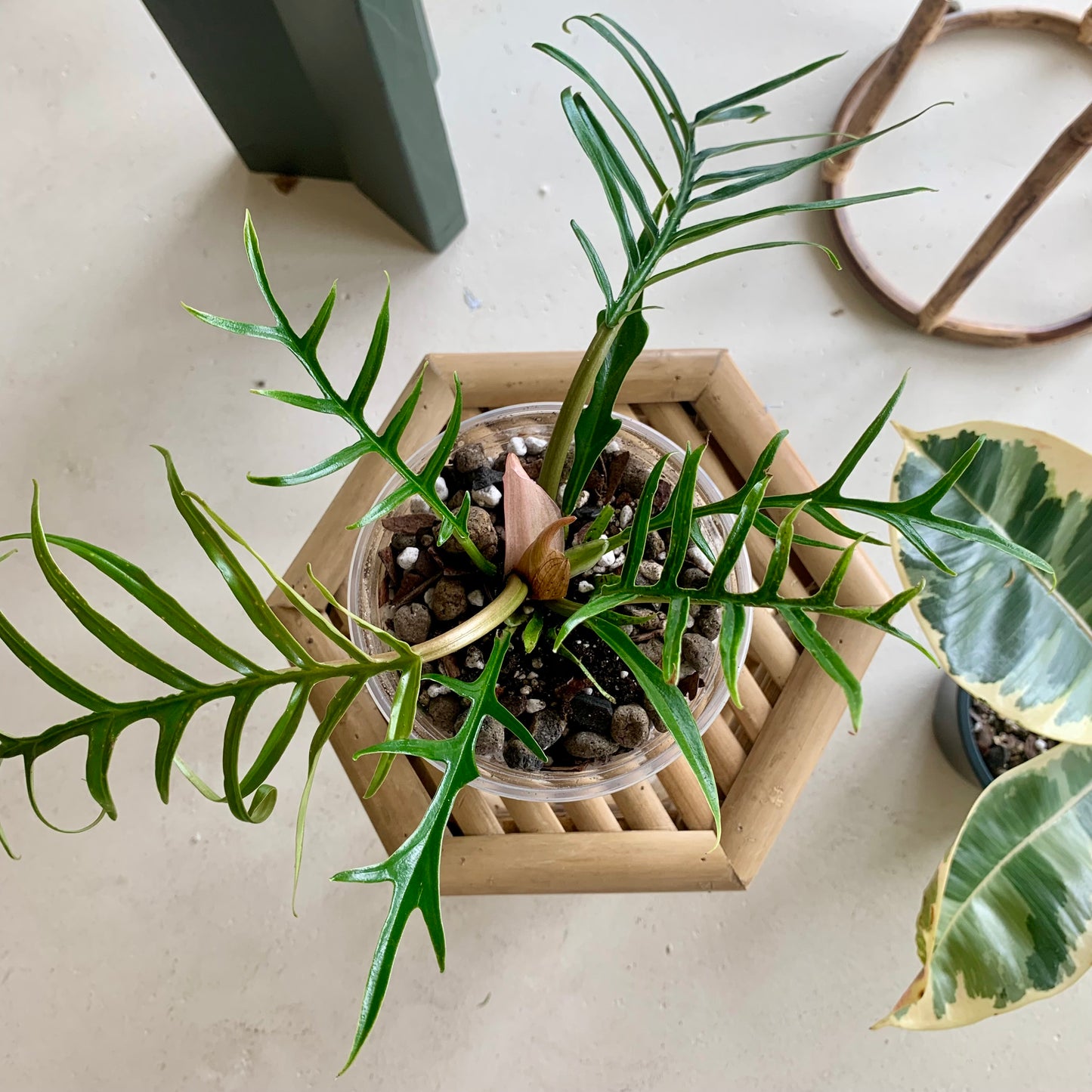 Philodendron Tortum