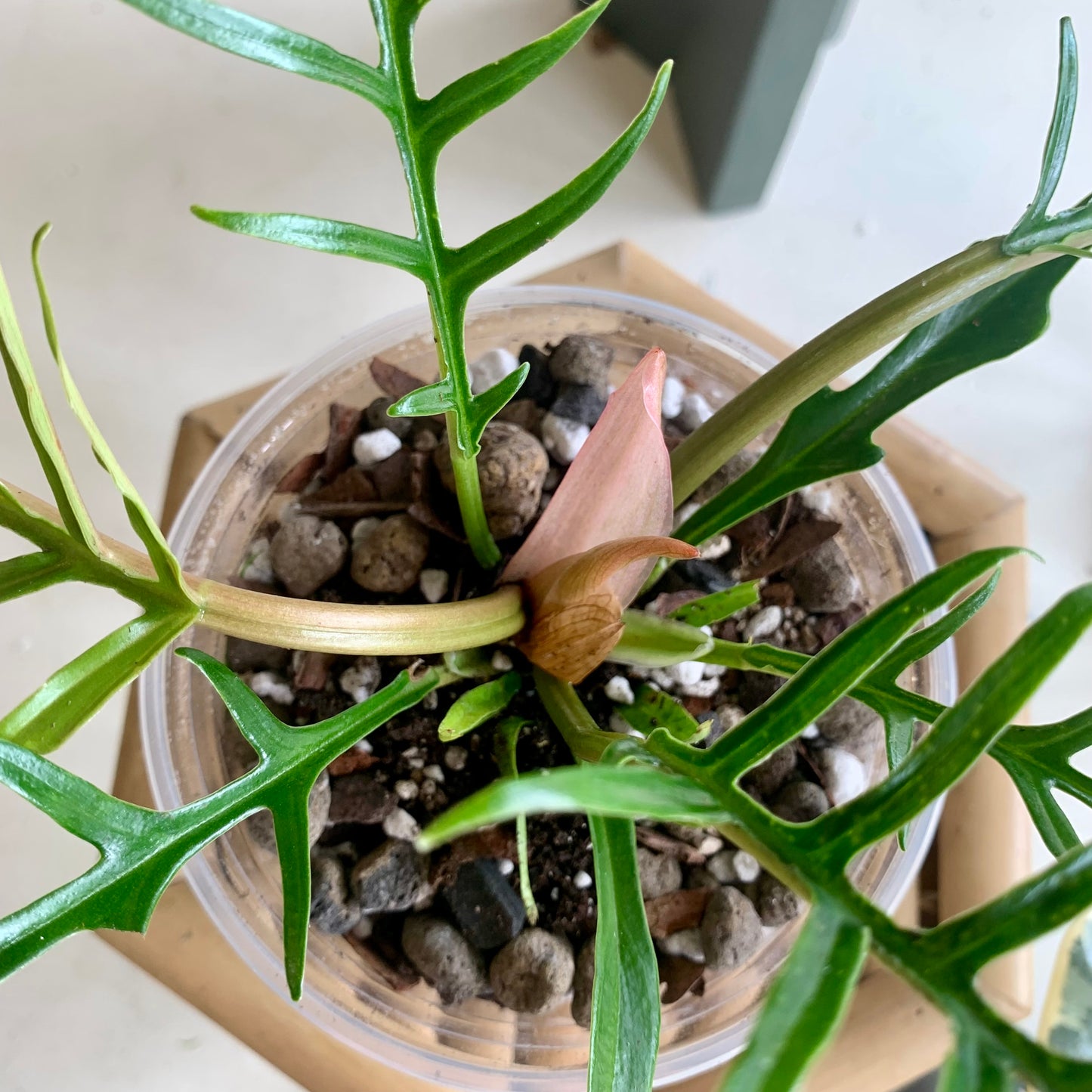 Philodendron Tortum