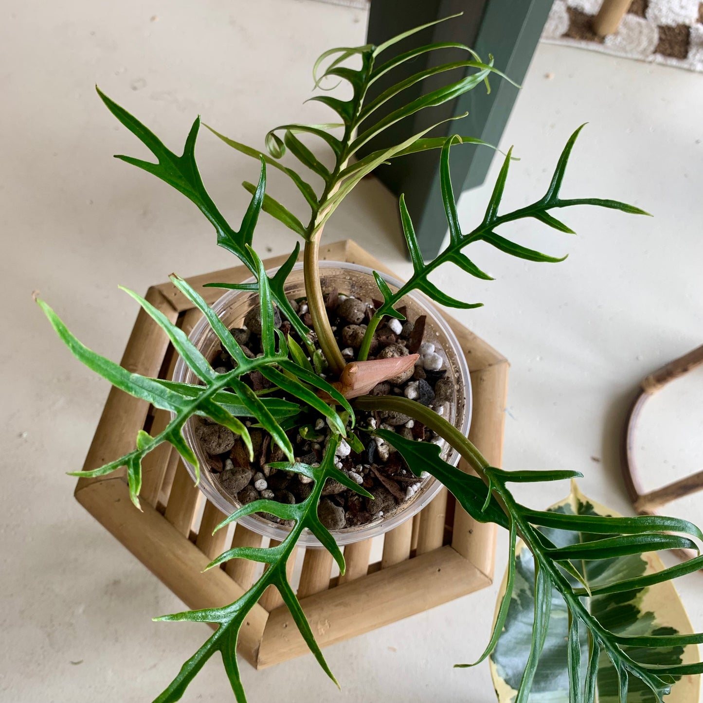Philodendron Tortum