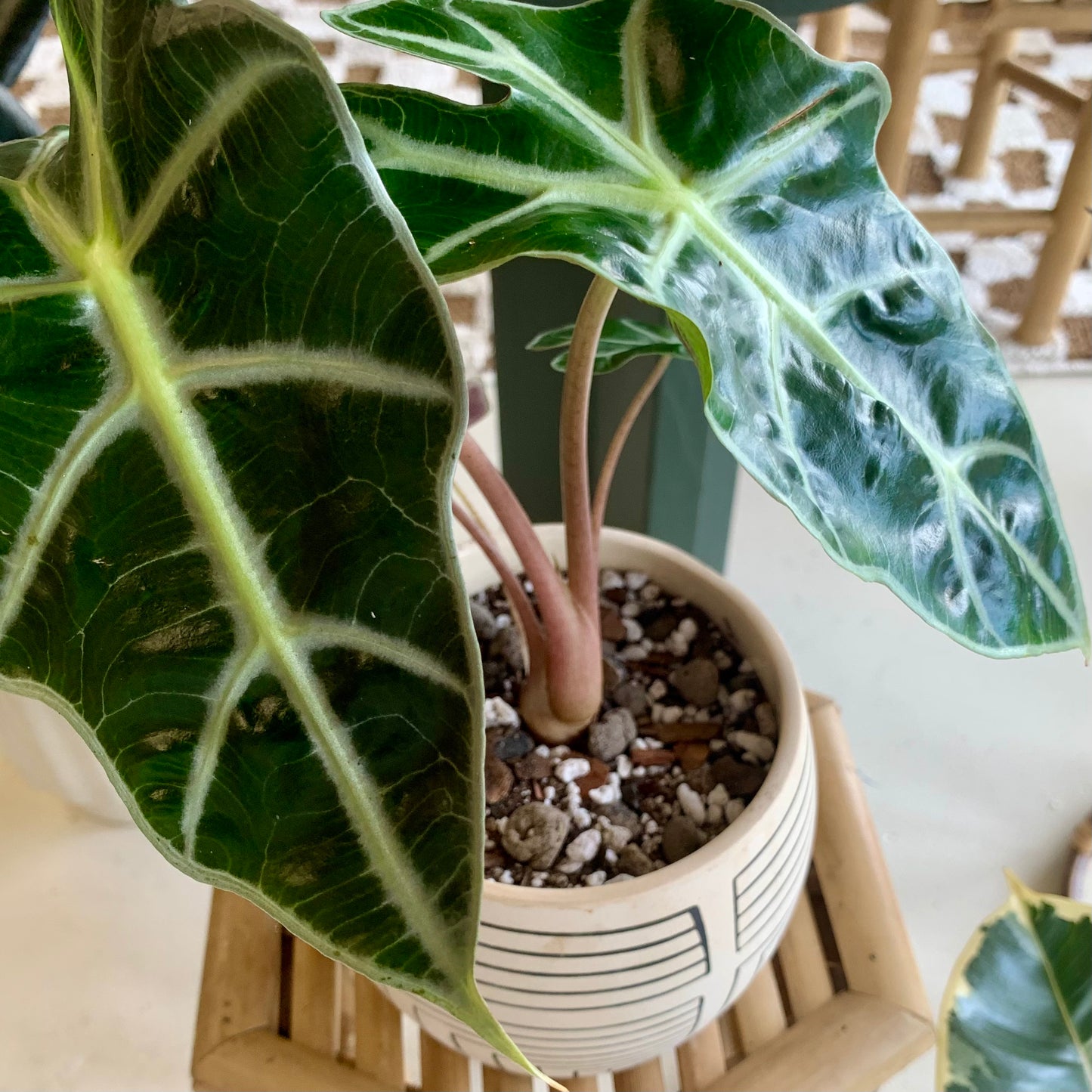 Polly Alocasia