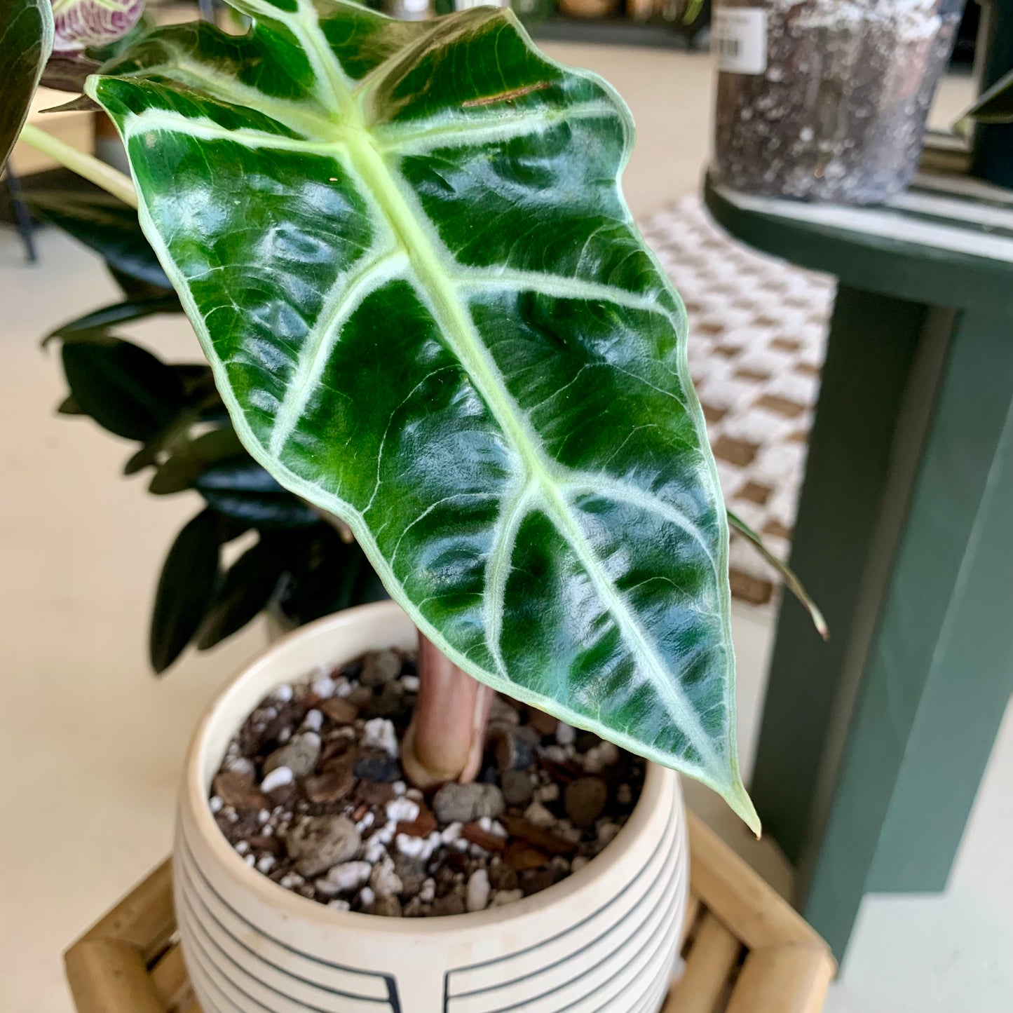 Polly Alocasia