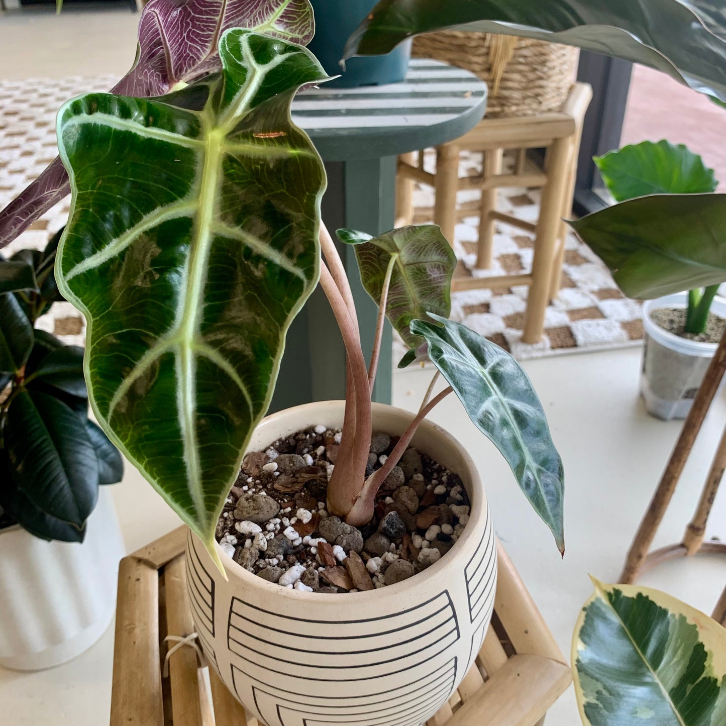 Polly Alocasia