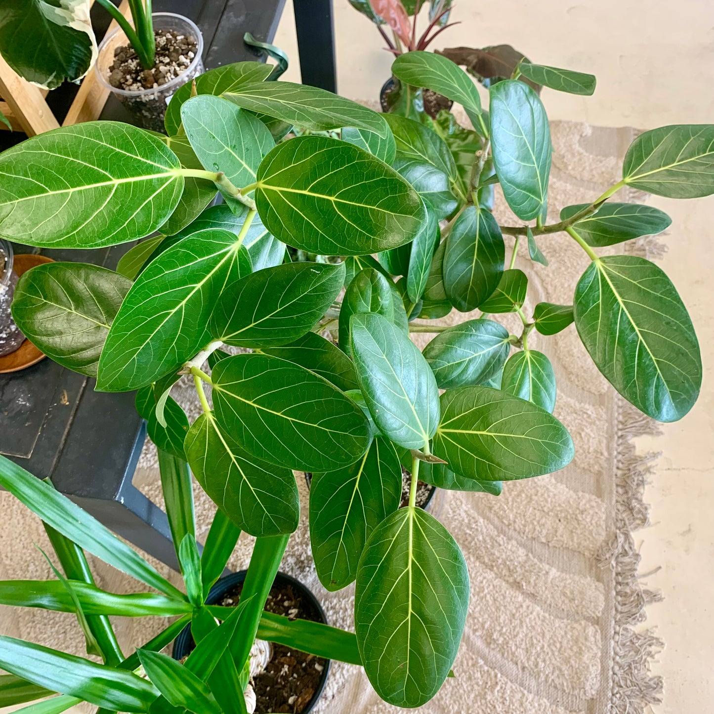 Audrey Ficus