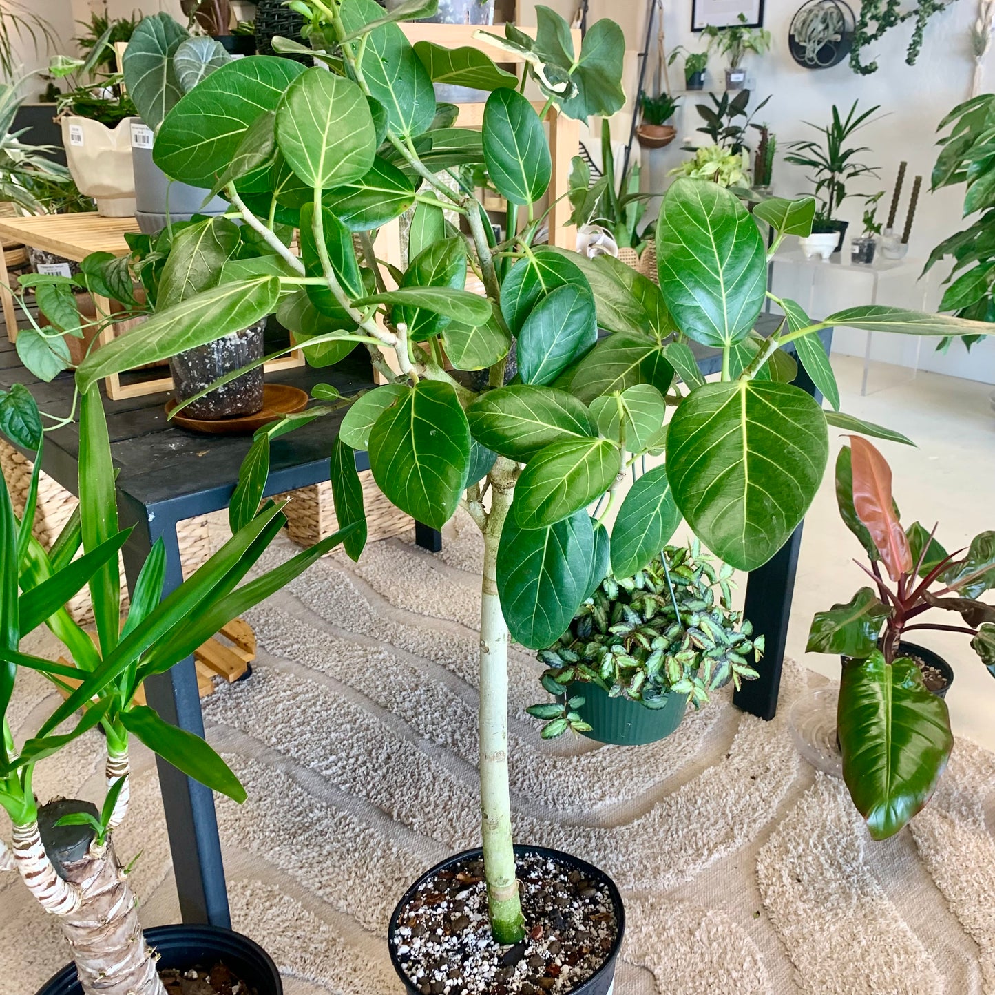 Audrey Ficus