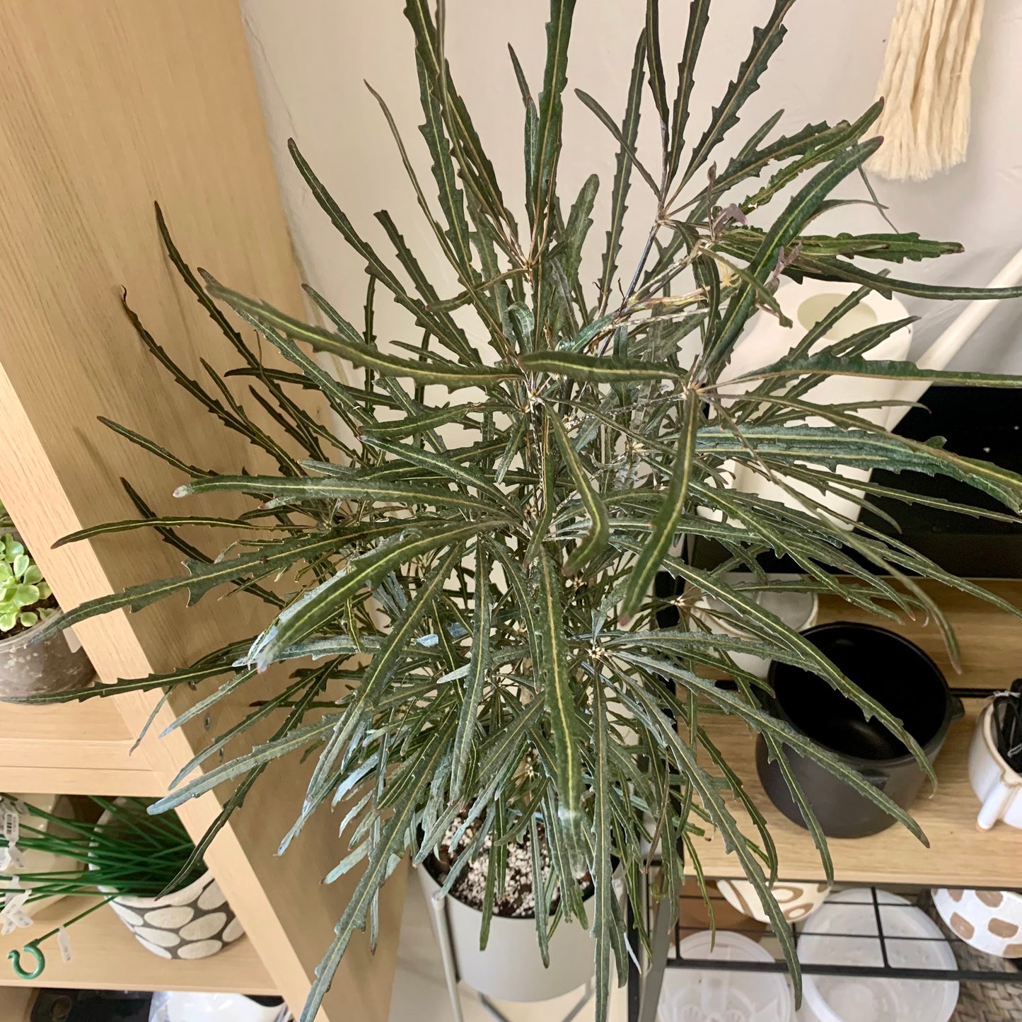 False Aralia