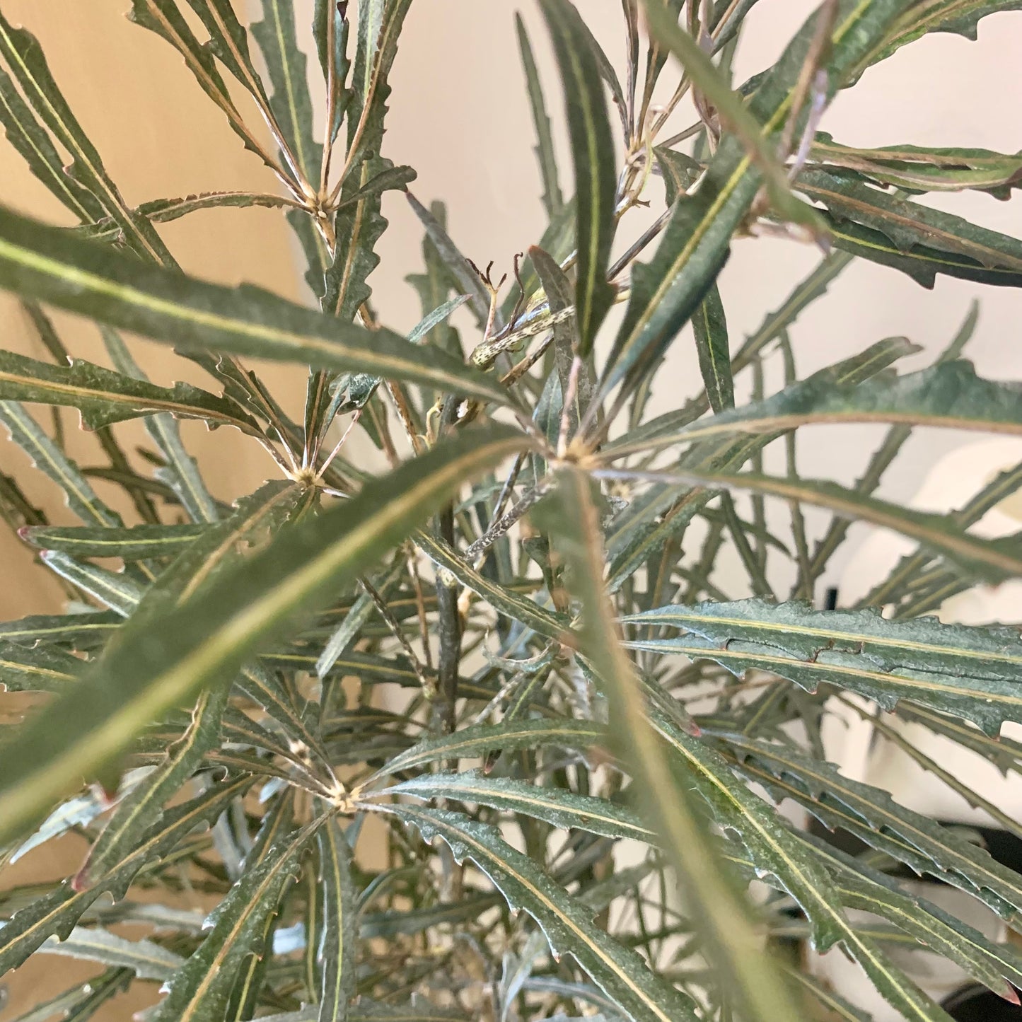 False Aralia