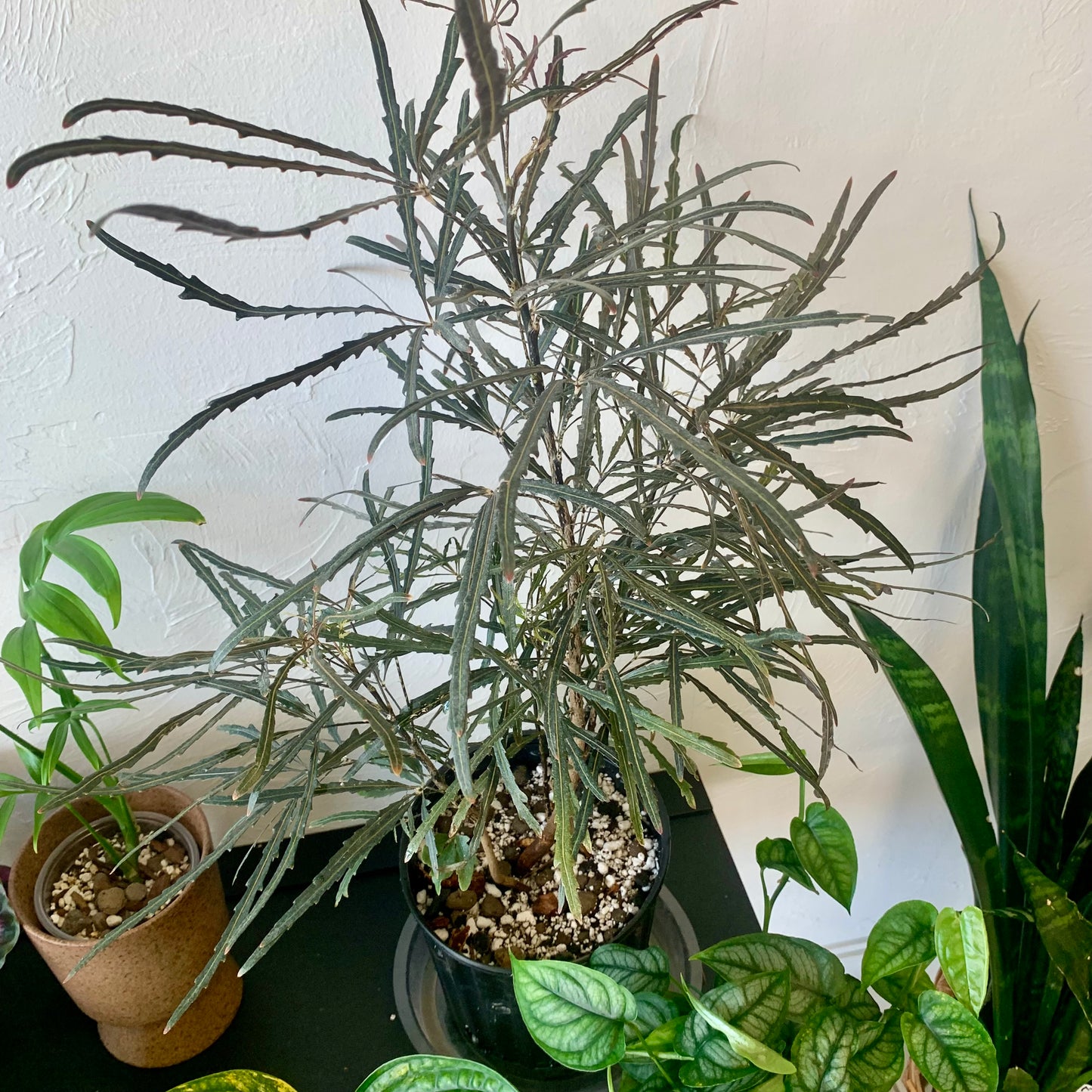 False Aralia