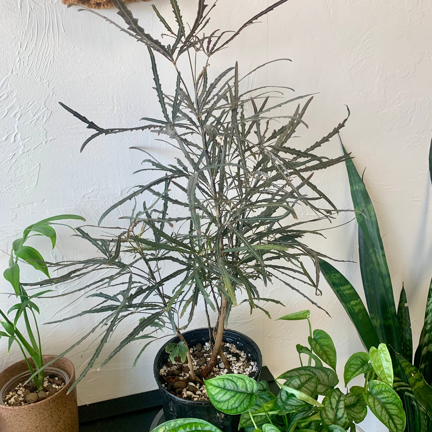 False Aralia