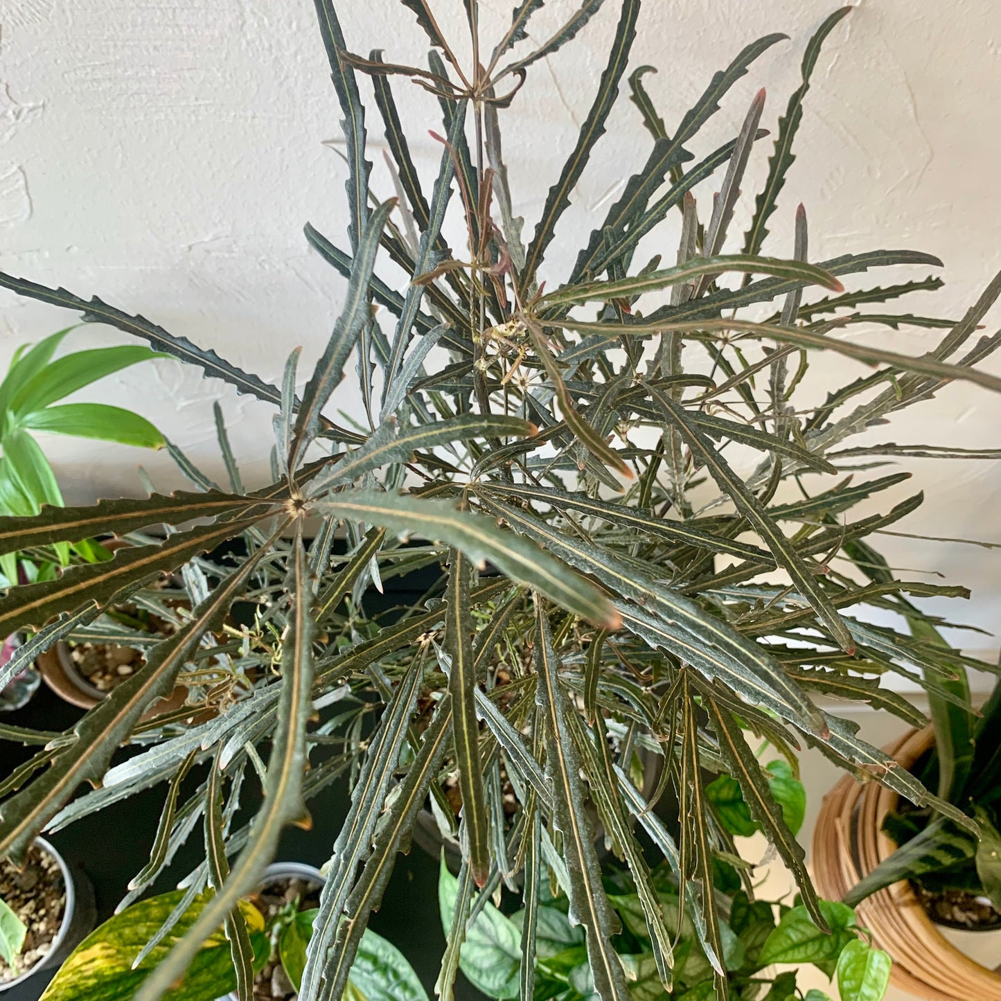 False Aralia