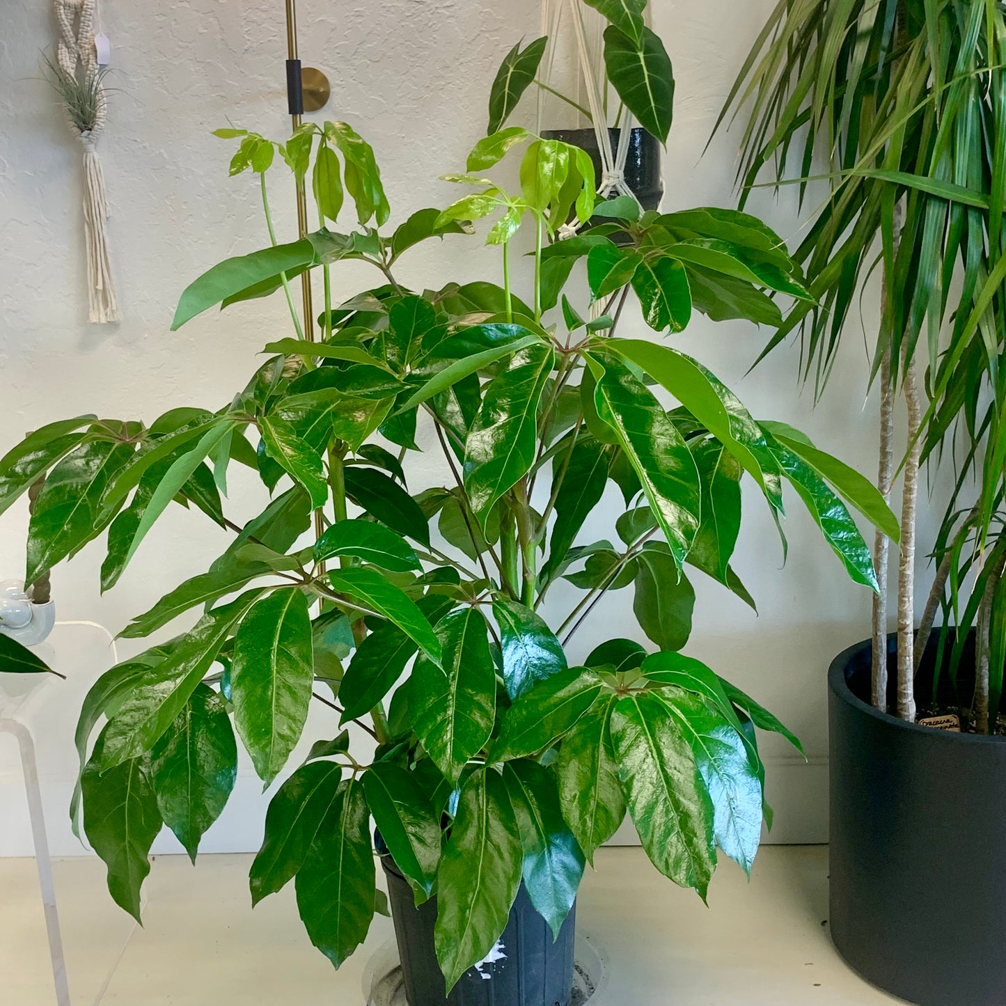 Schefflera actinophylla "Amate"