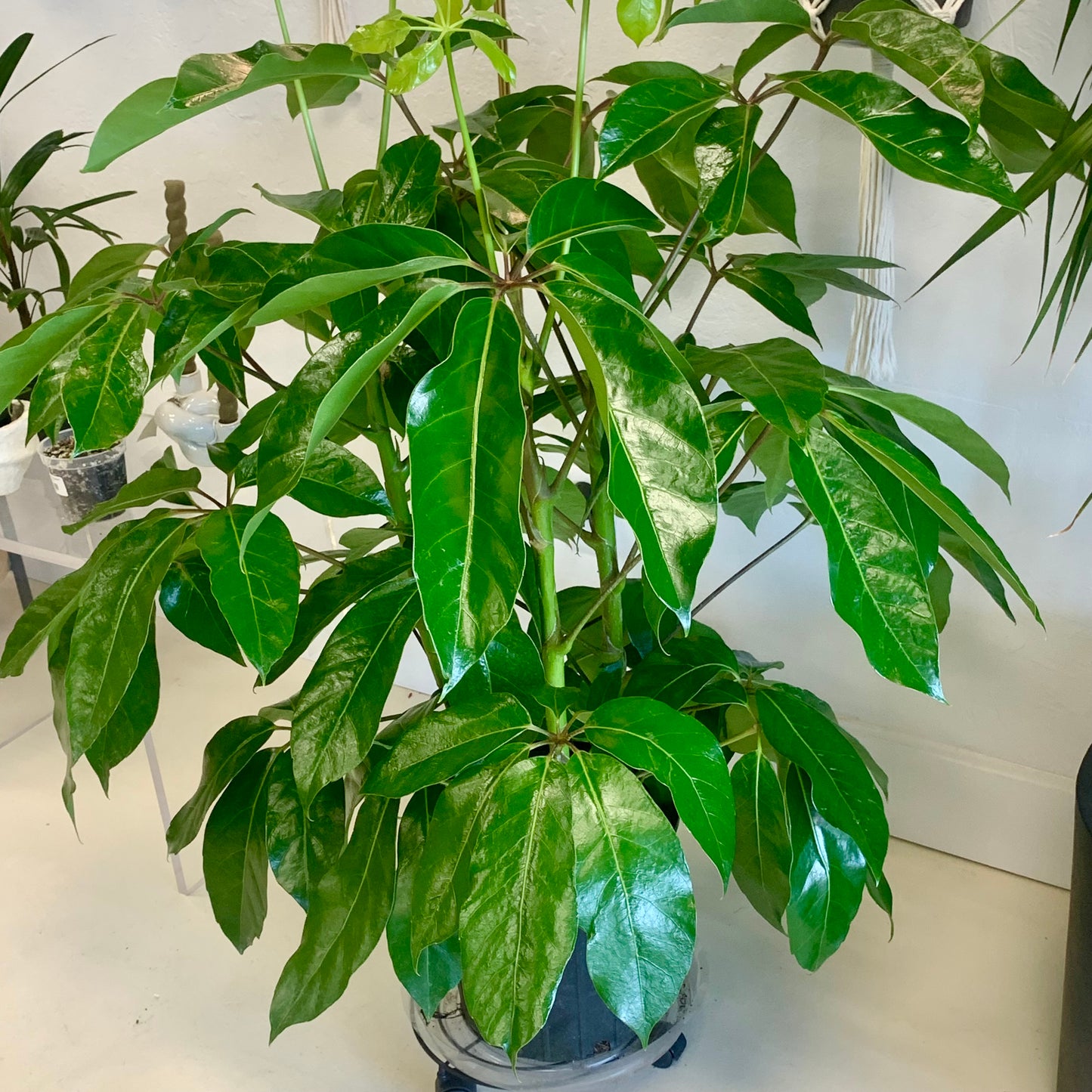 Schefflera actinophylla "Amate"
