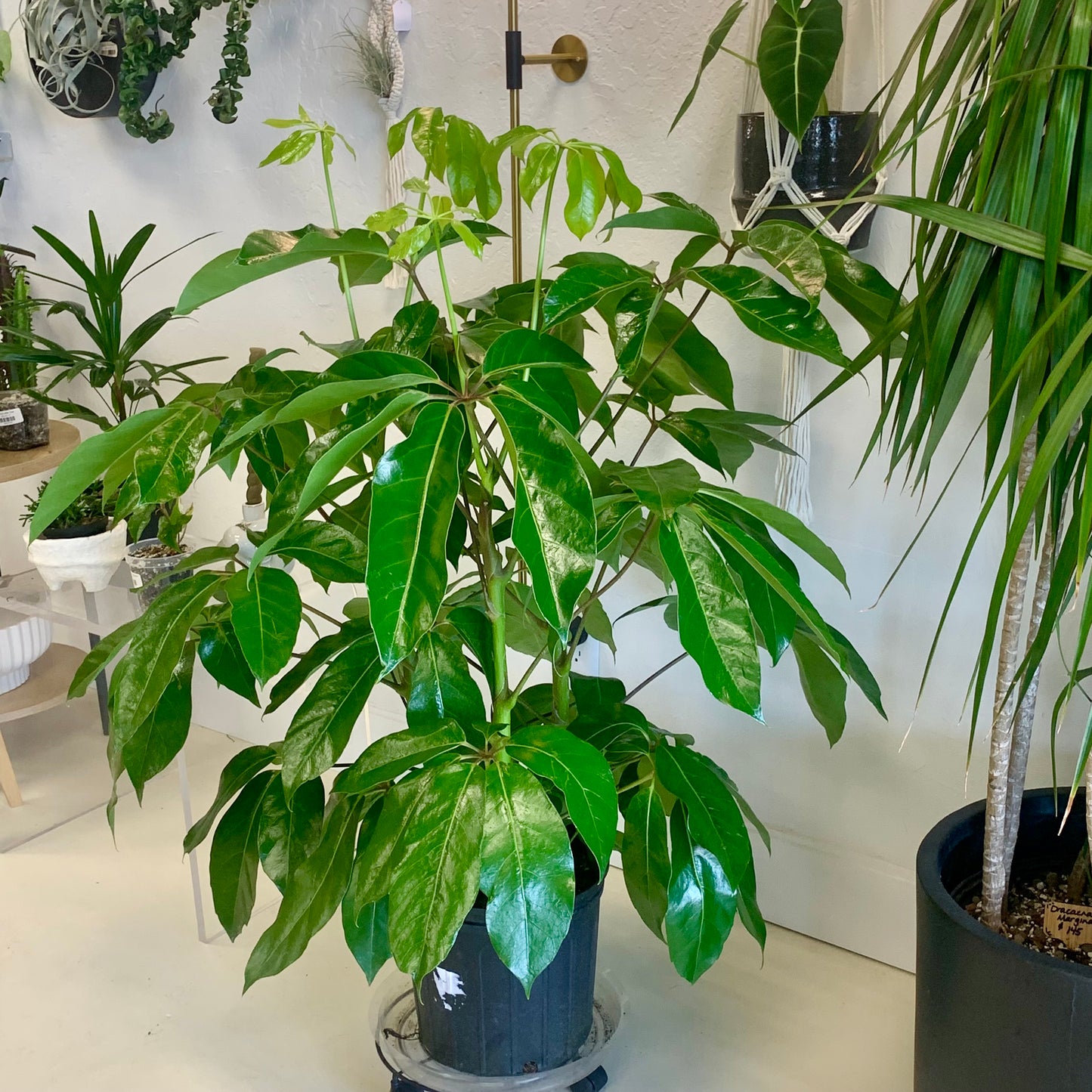 Schefflera actinophylla "Amate"