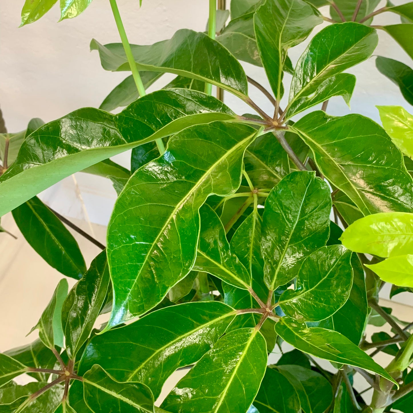 Schefflera actinophylla "Amate"