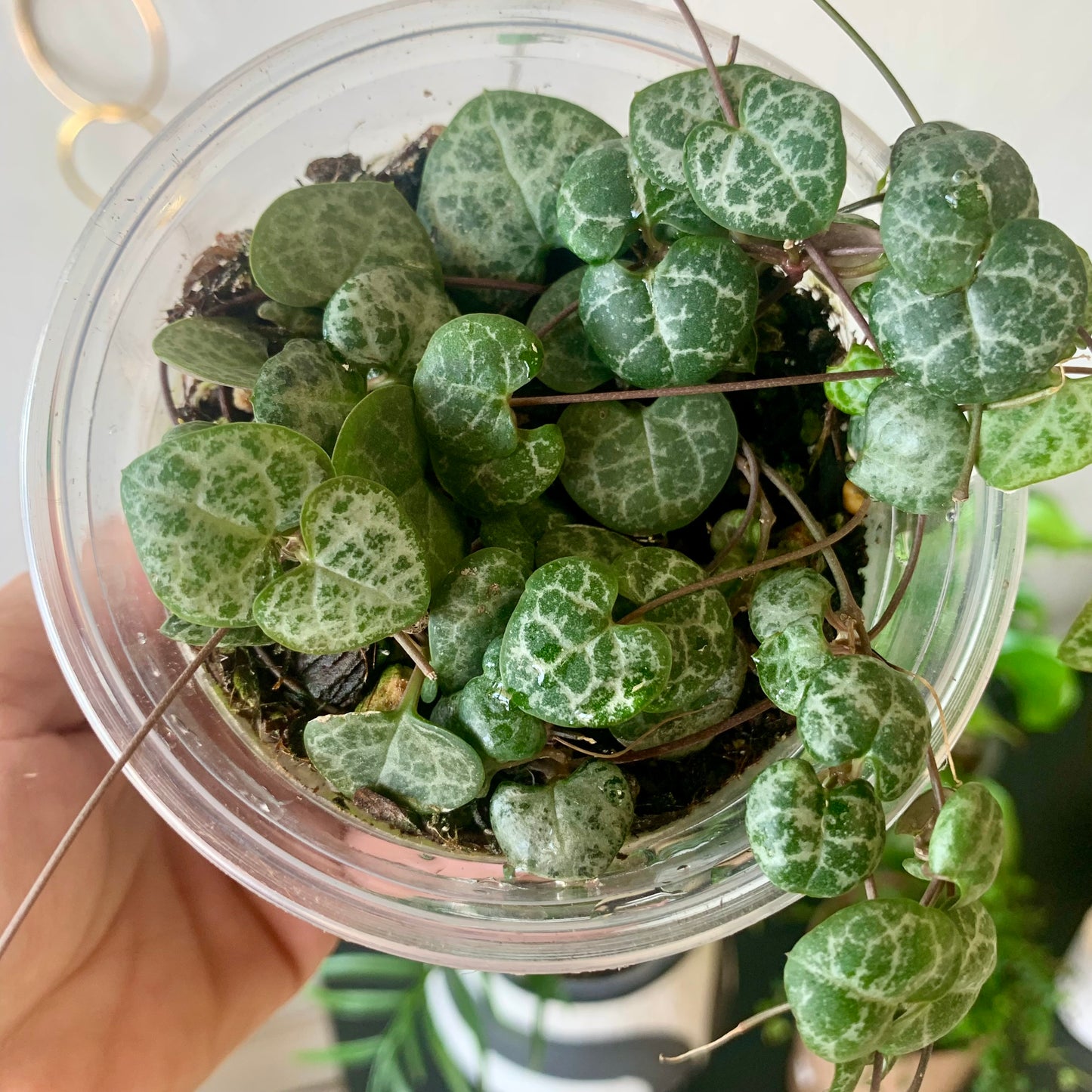 String of Hearts