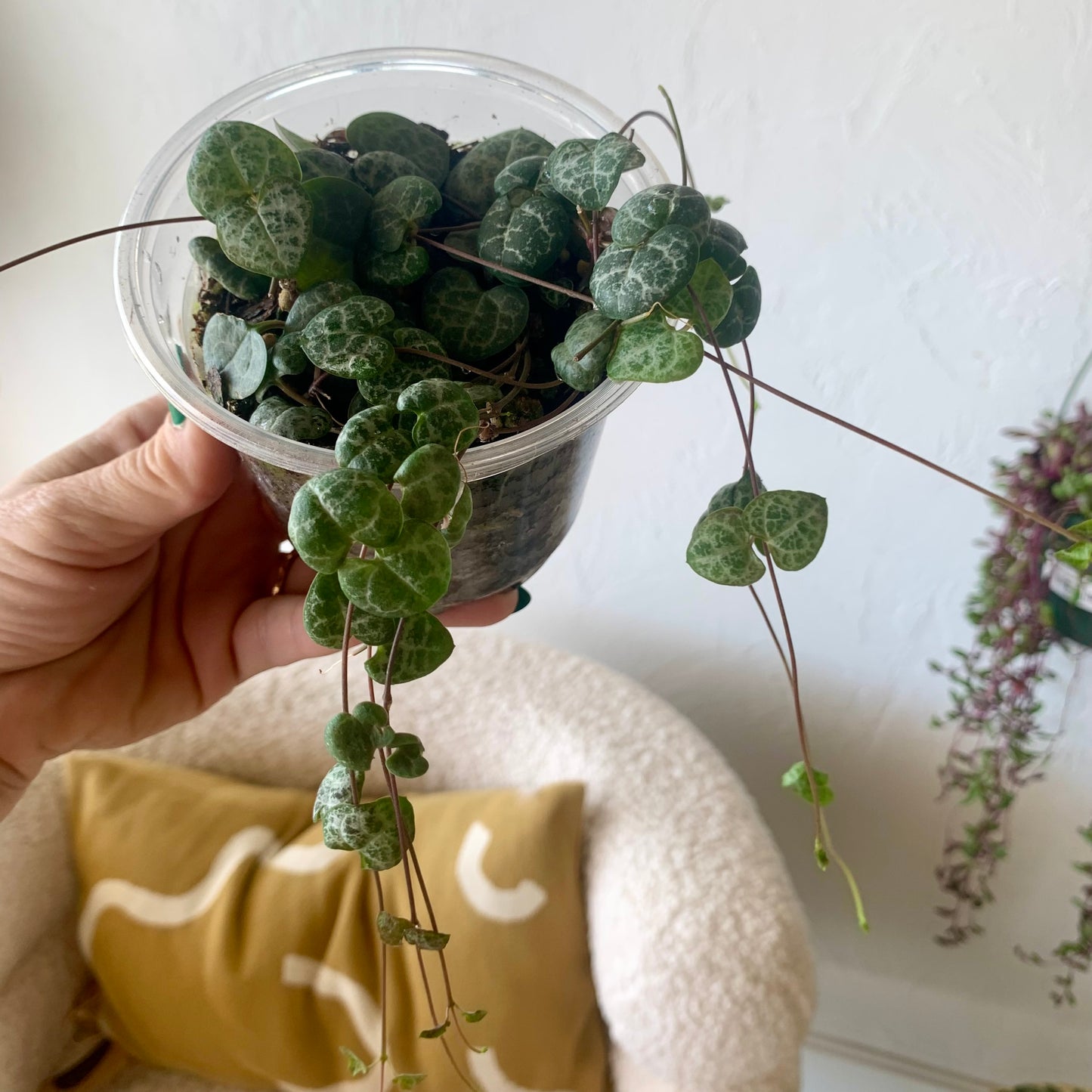 String of Hearts