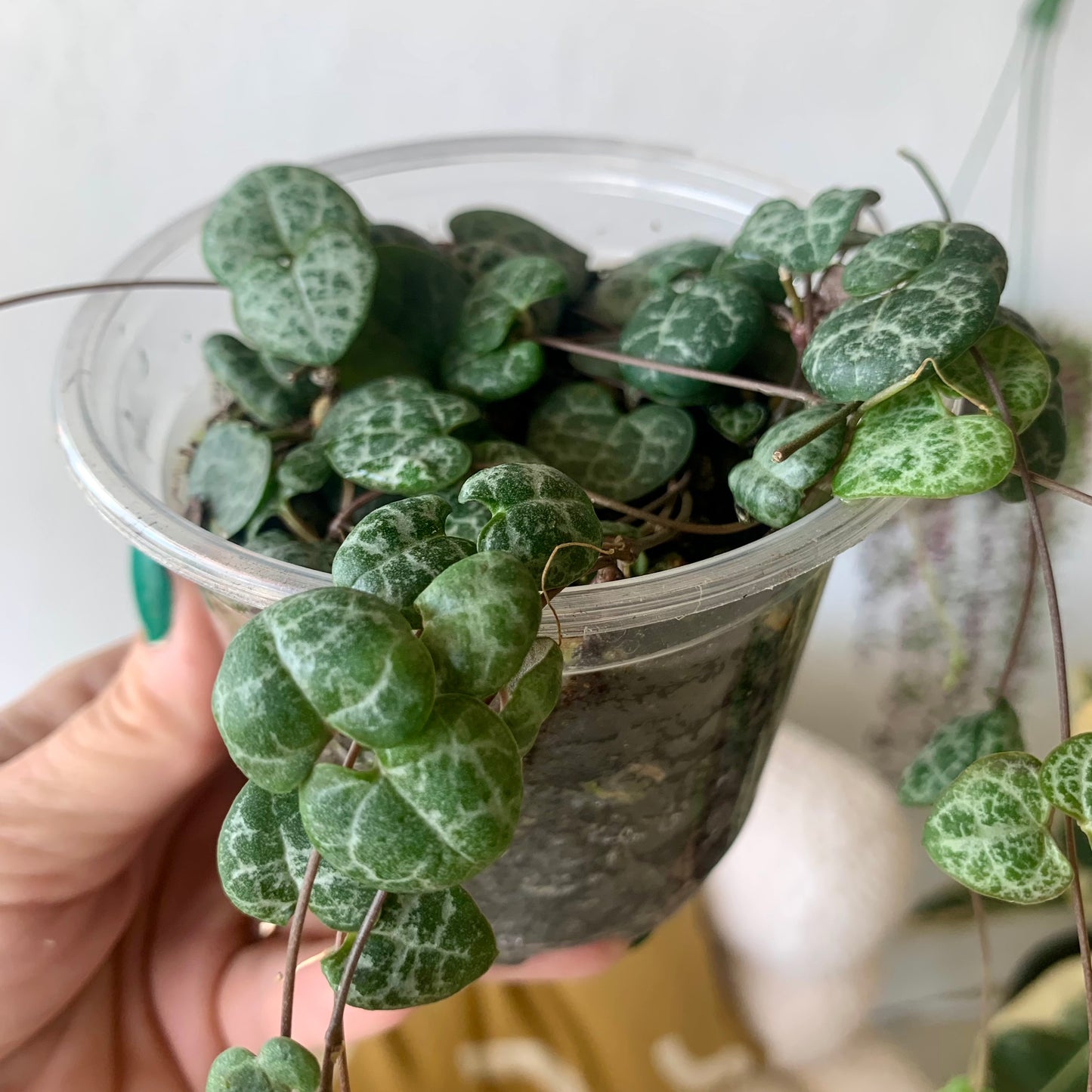 String of Hearts