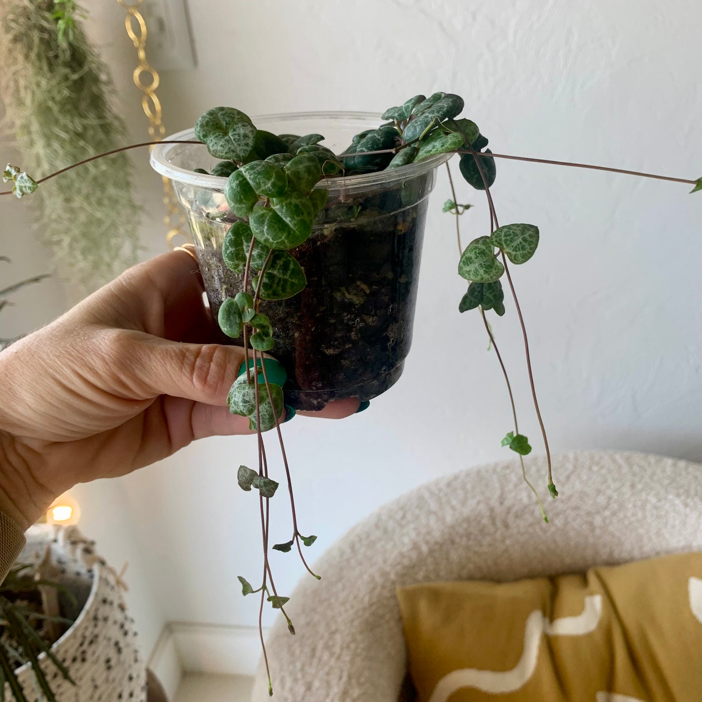 String of Hearts