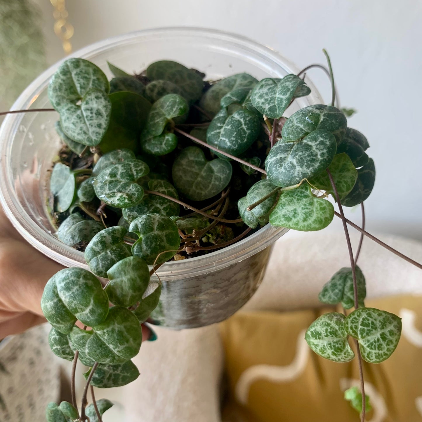 String of Hearts