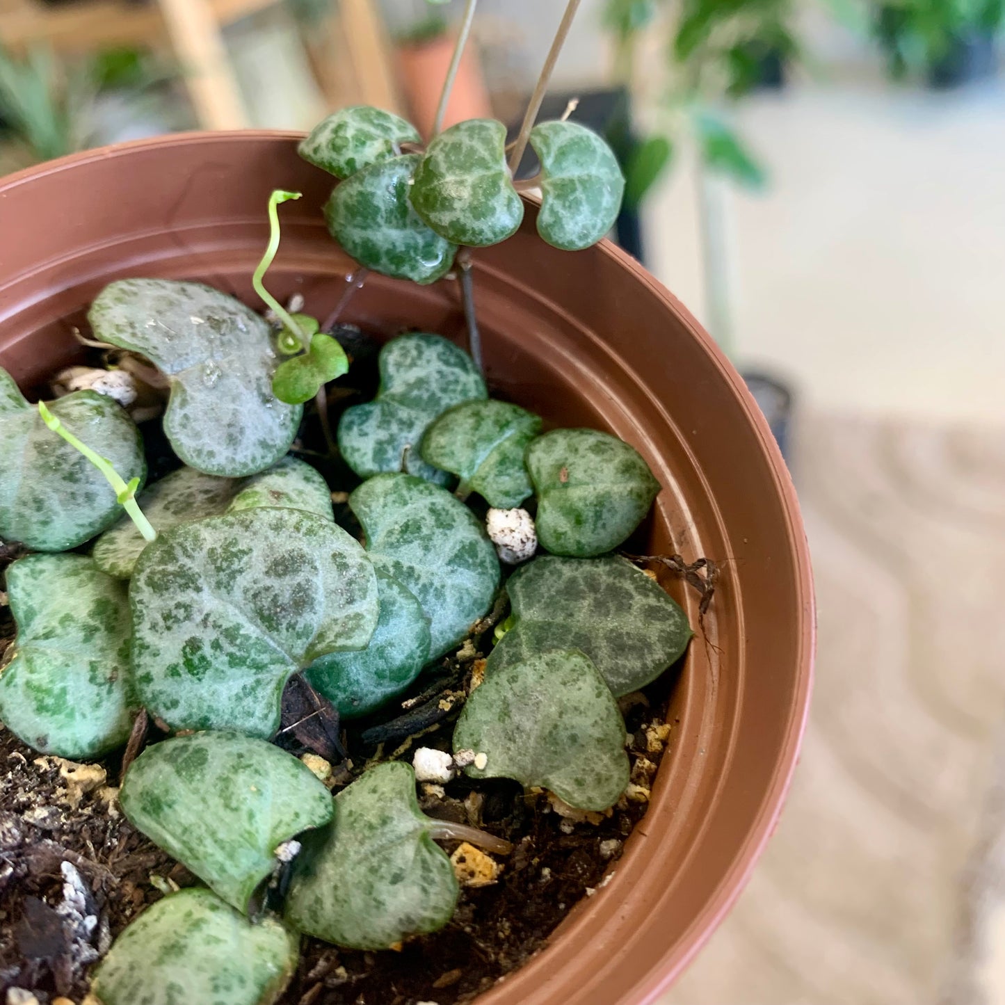 String of Hearts