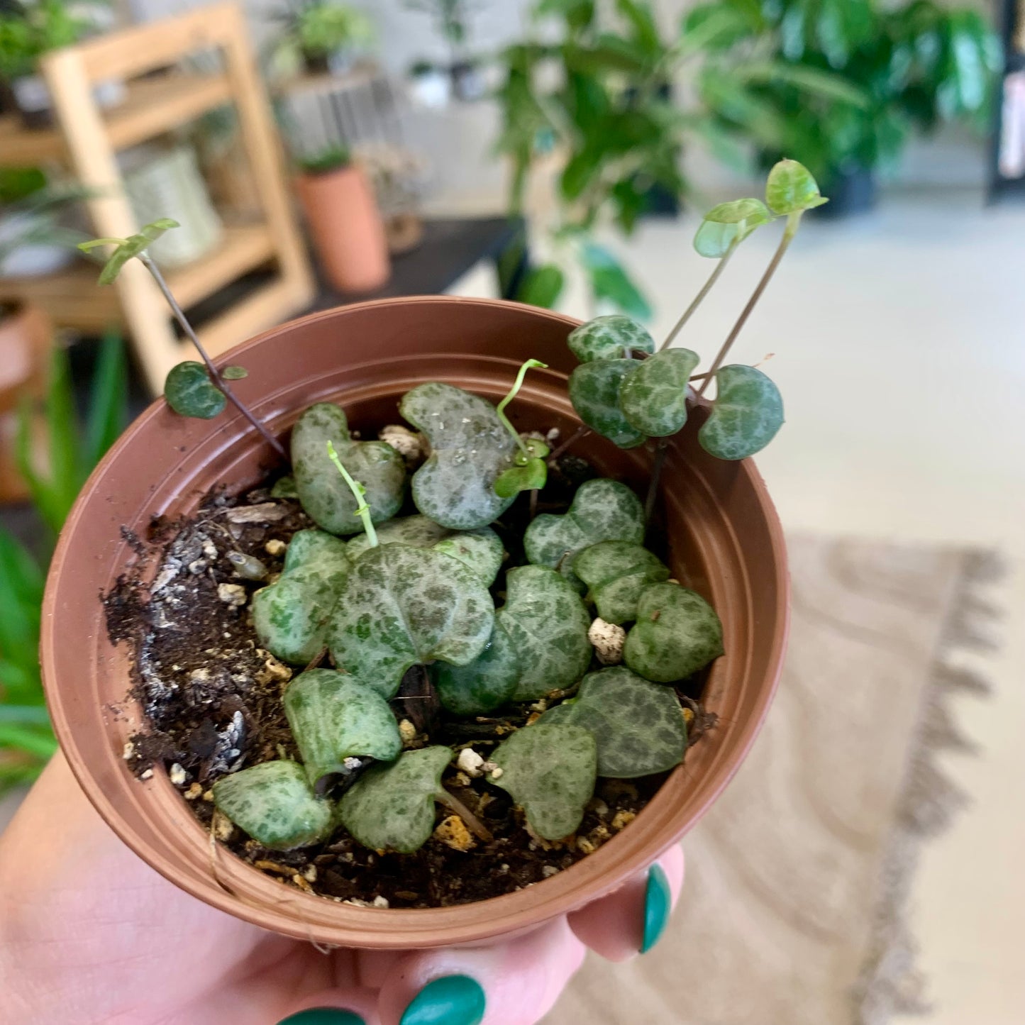 String of Hearts