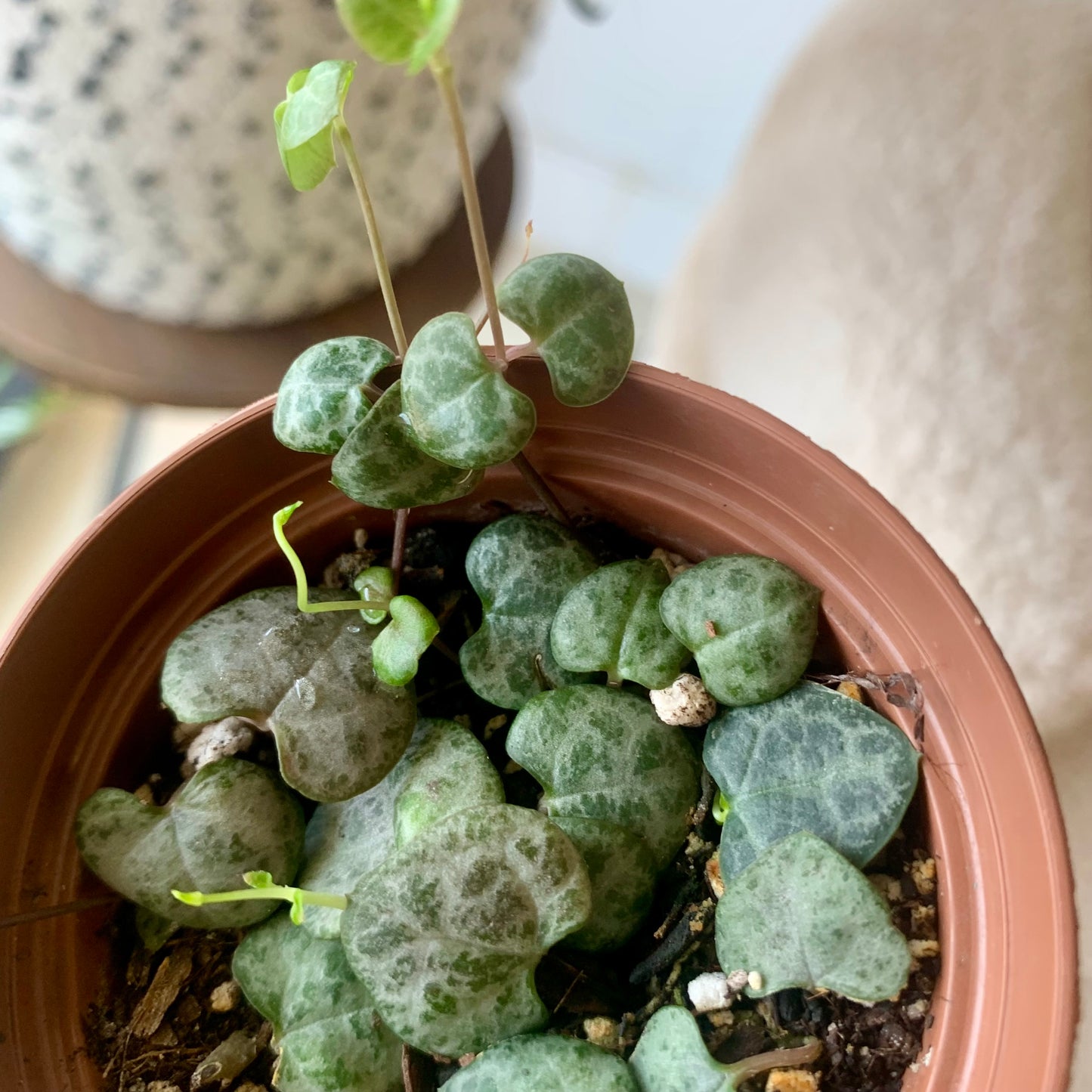 String of Hearts