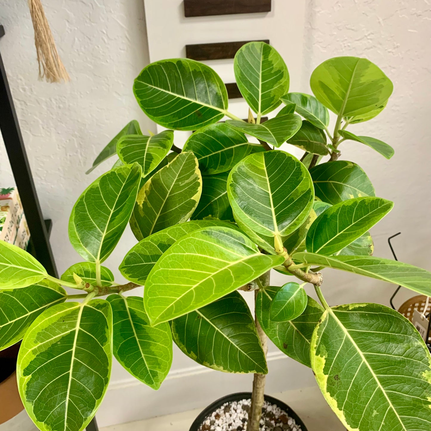 Ficus Altissima Golden Gem