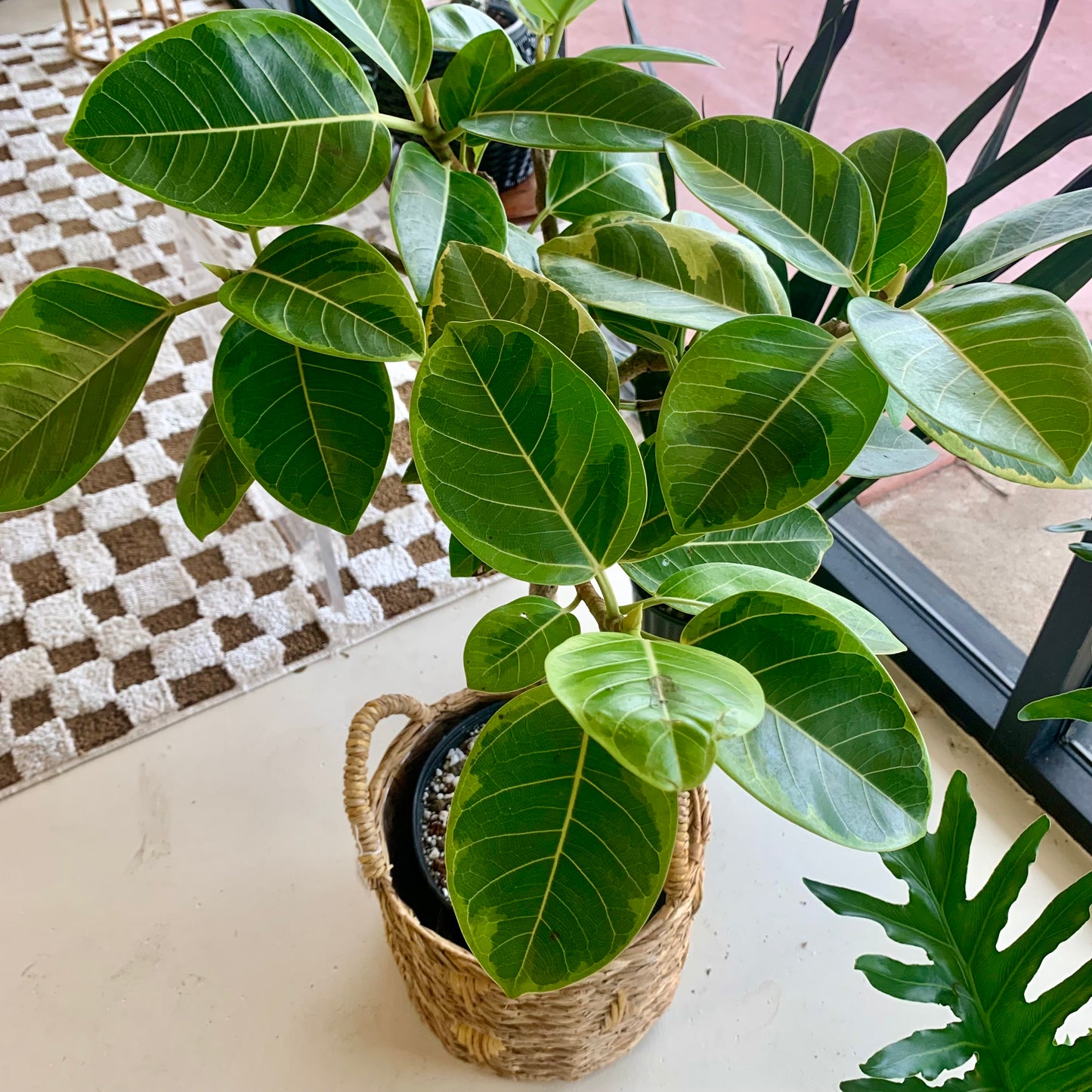 Ficus Altissima Golden Gem