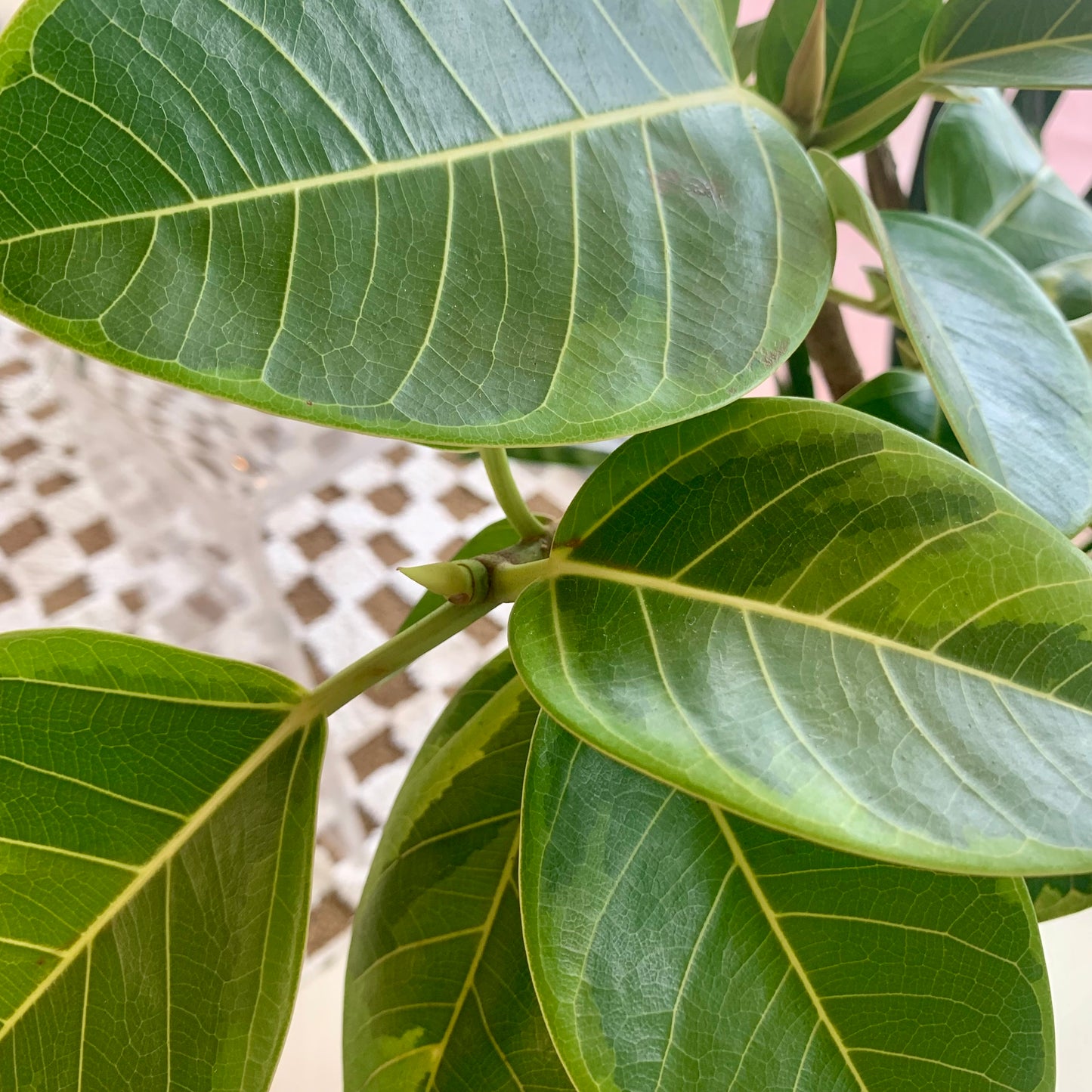 Ficus Altissima Golden Gem