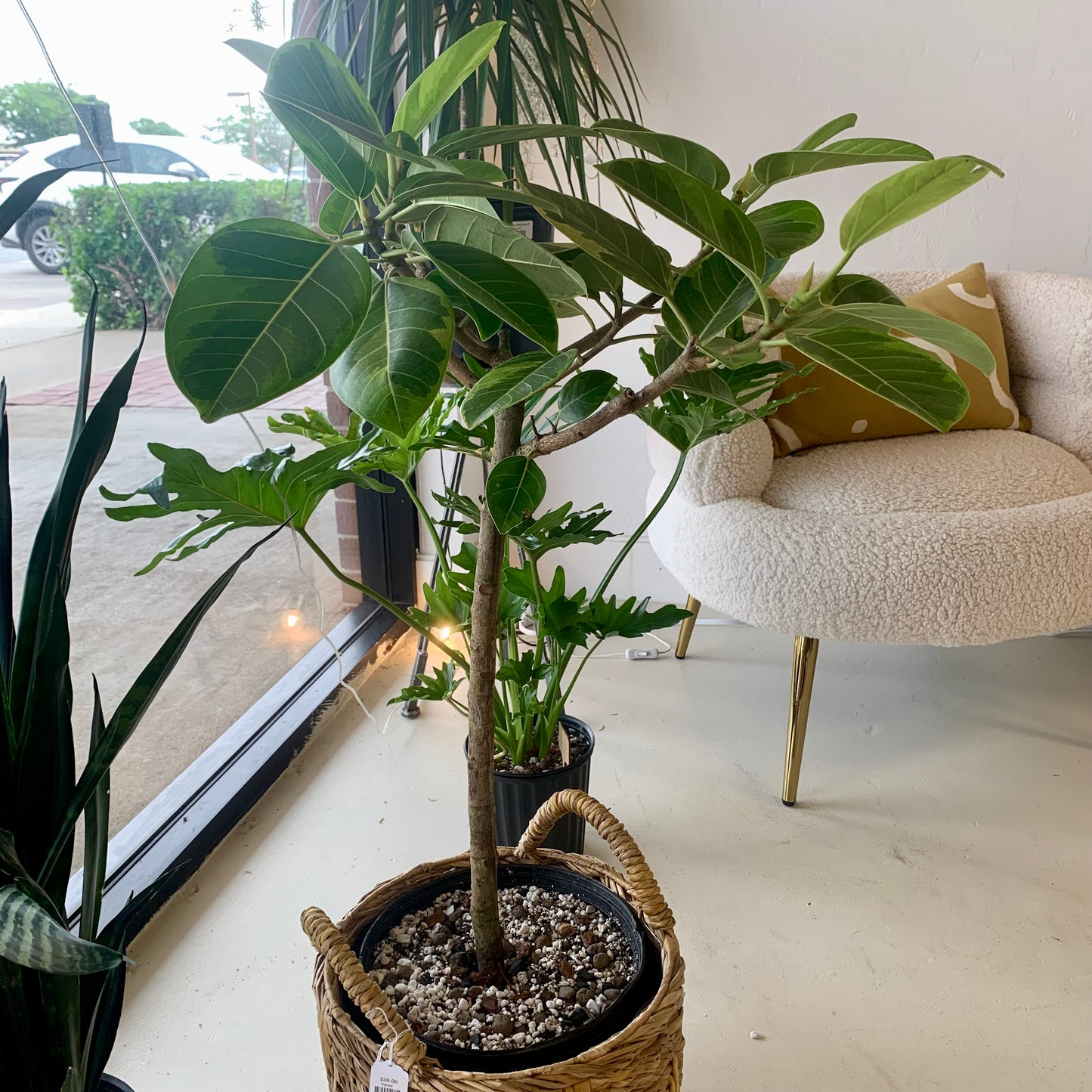 Ficus Altissima Golden Gem
