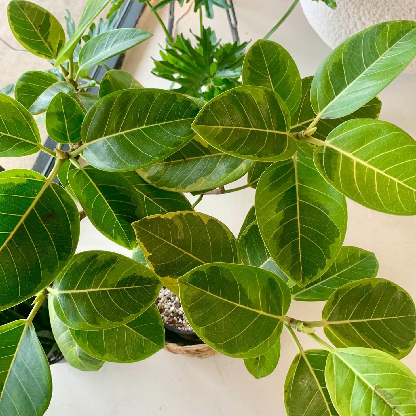 Ficus Altissima Golden Gem