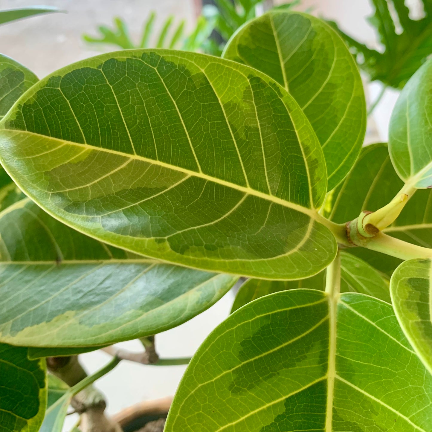 Ficus Altissima Golden Gem