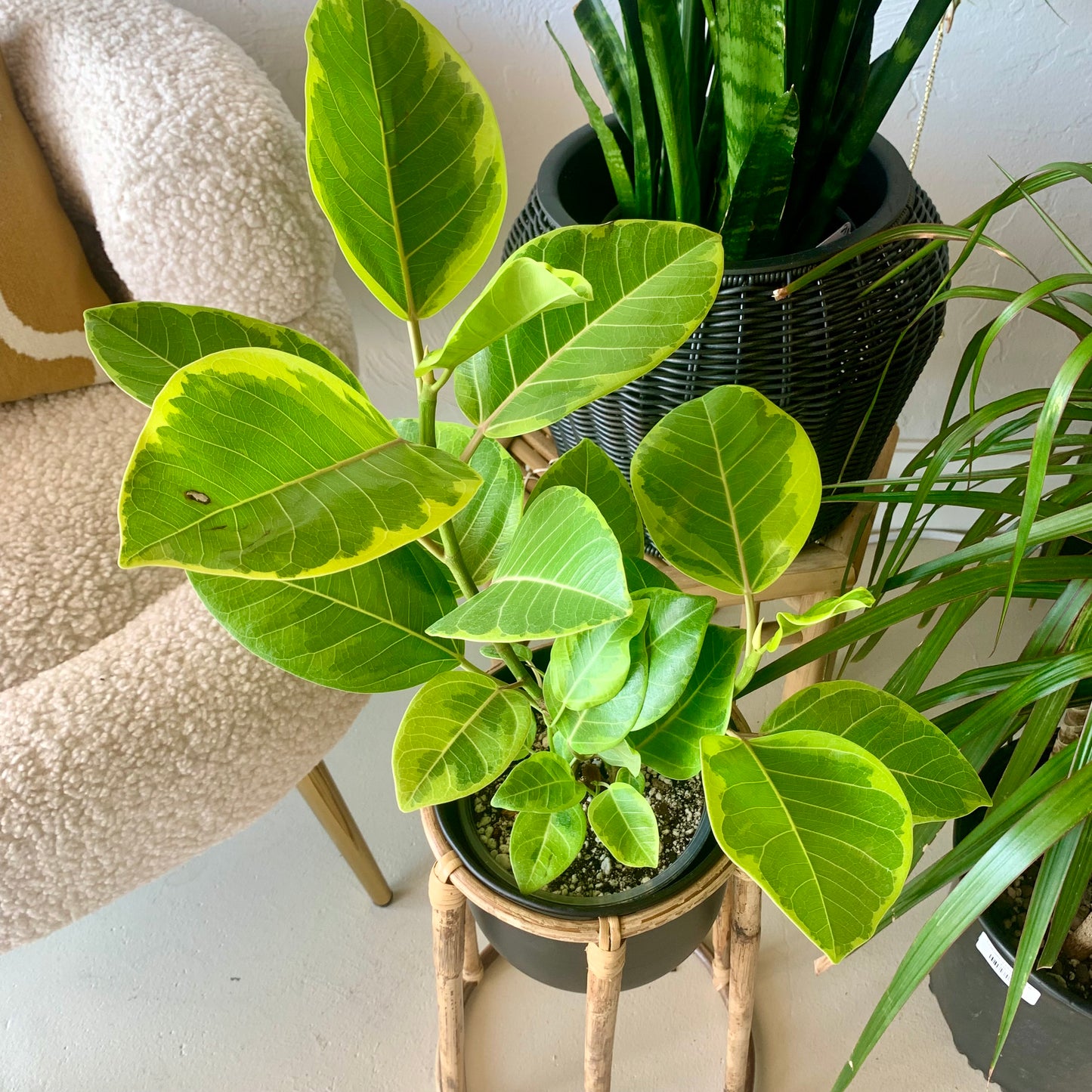 Ficus Altissima Golden Gem