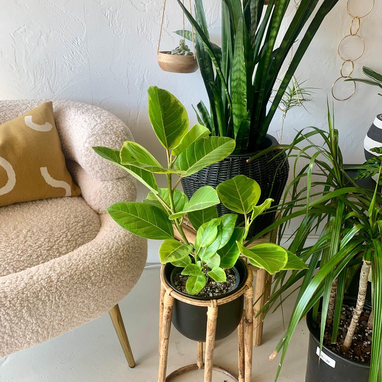 Ficus Altissima Golden Gem