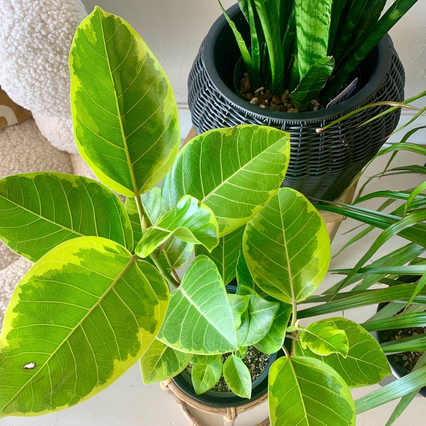 Ficus Altissima Golden Gem
