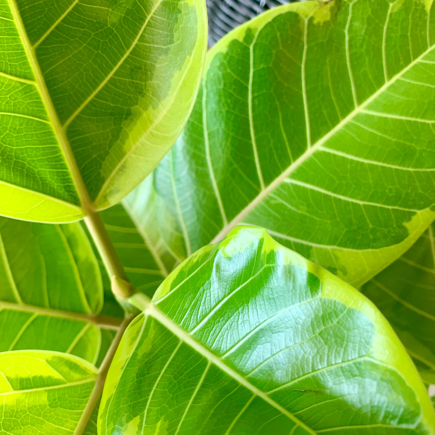 Ficus Altissima Golden Gem